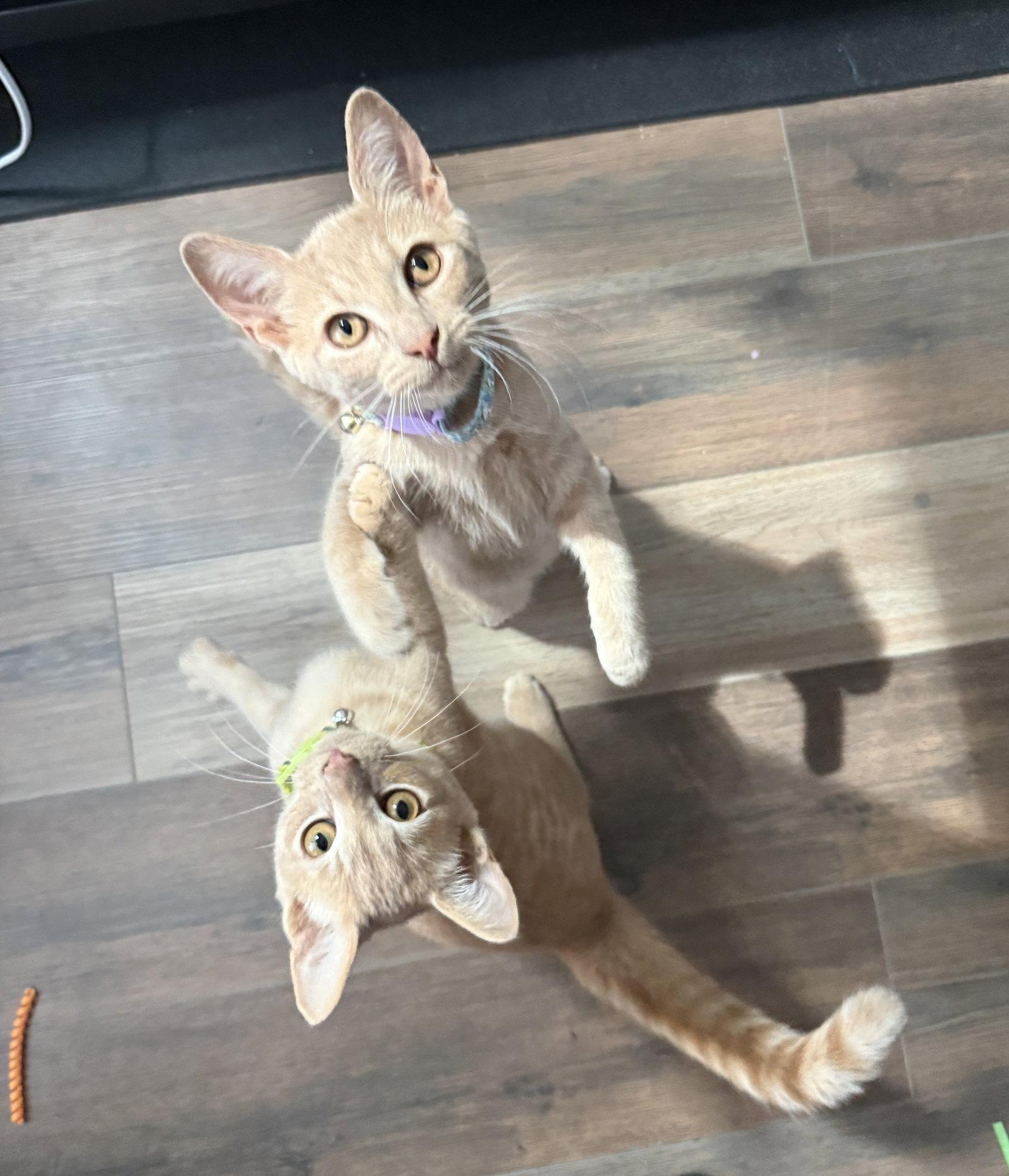 *Groot, Adoptable, Young Male Domestic Short Hair.