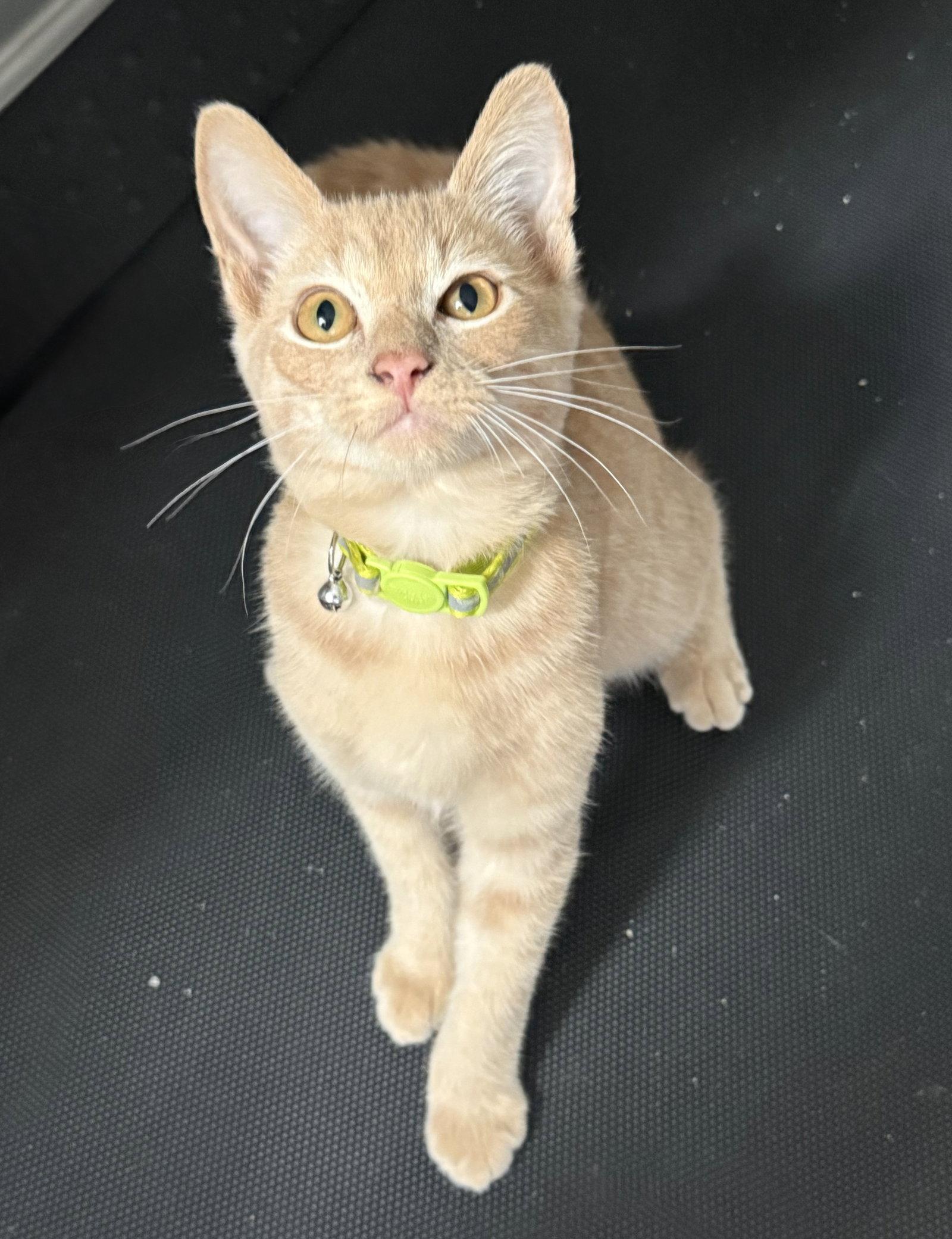 Enlarge *Groot, a Adoptable Domestic Short Hair in Forest, VA image 2/2