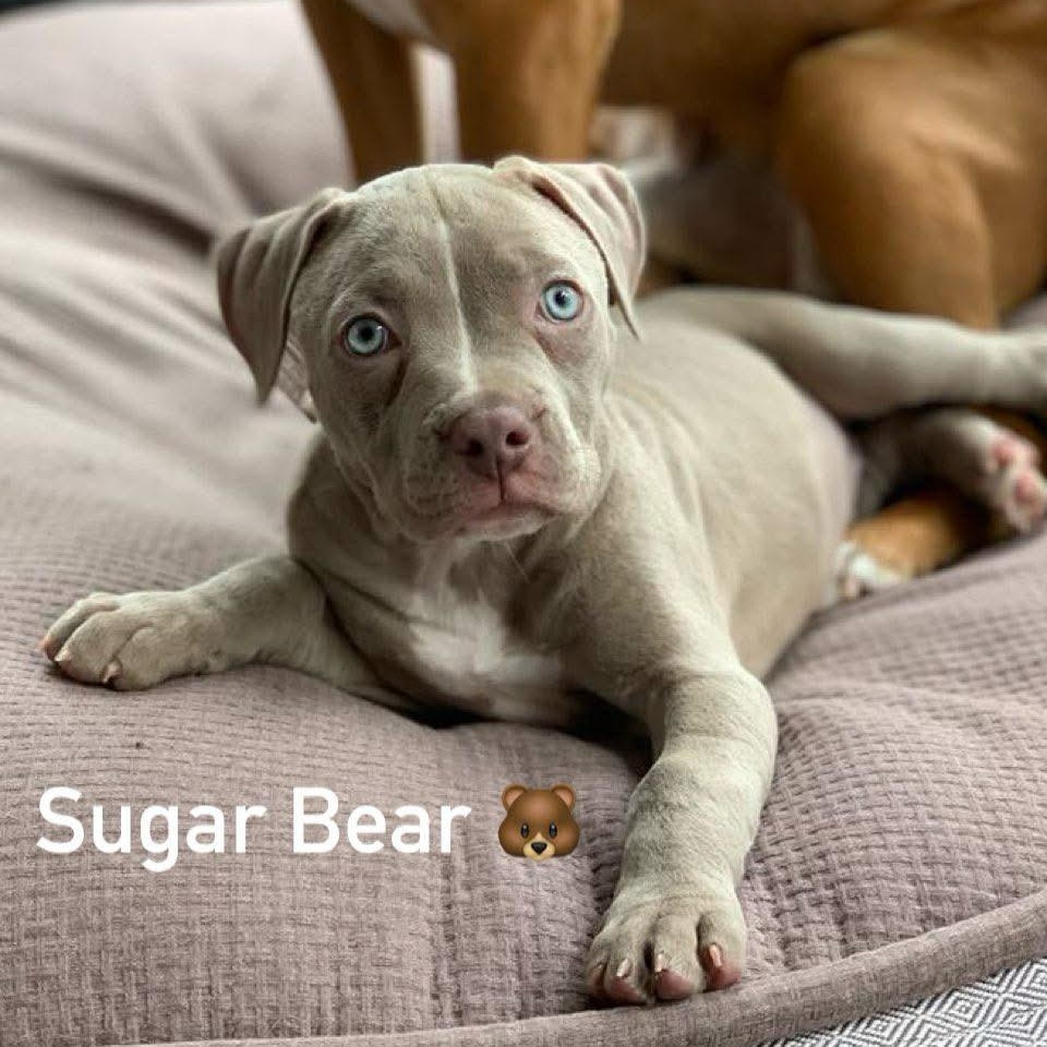 Sugarbear, Adopted, Puppy Female Pit Bull Terrier.