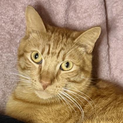 Fufu, Adoptable, Adult Male Domestic Short Hair & Domestic Short Hair.