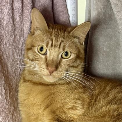 Fufu, Adoptable, Adult Male Domestic Short Hair & Domestic Short Hair.