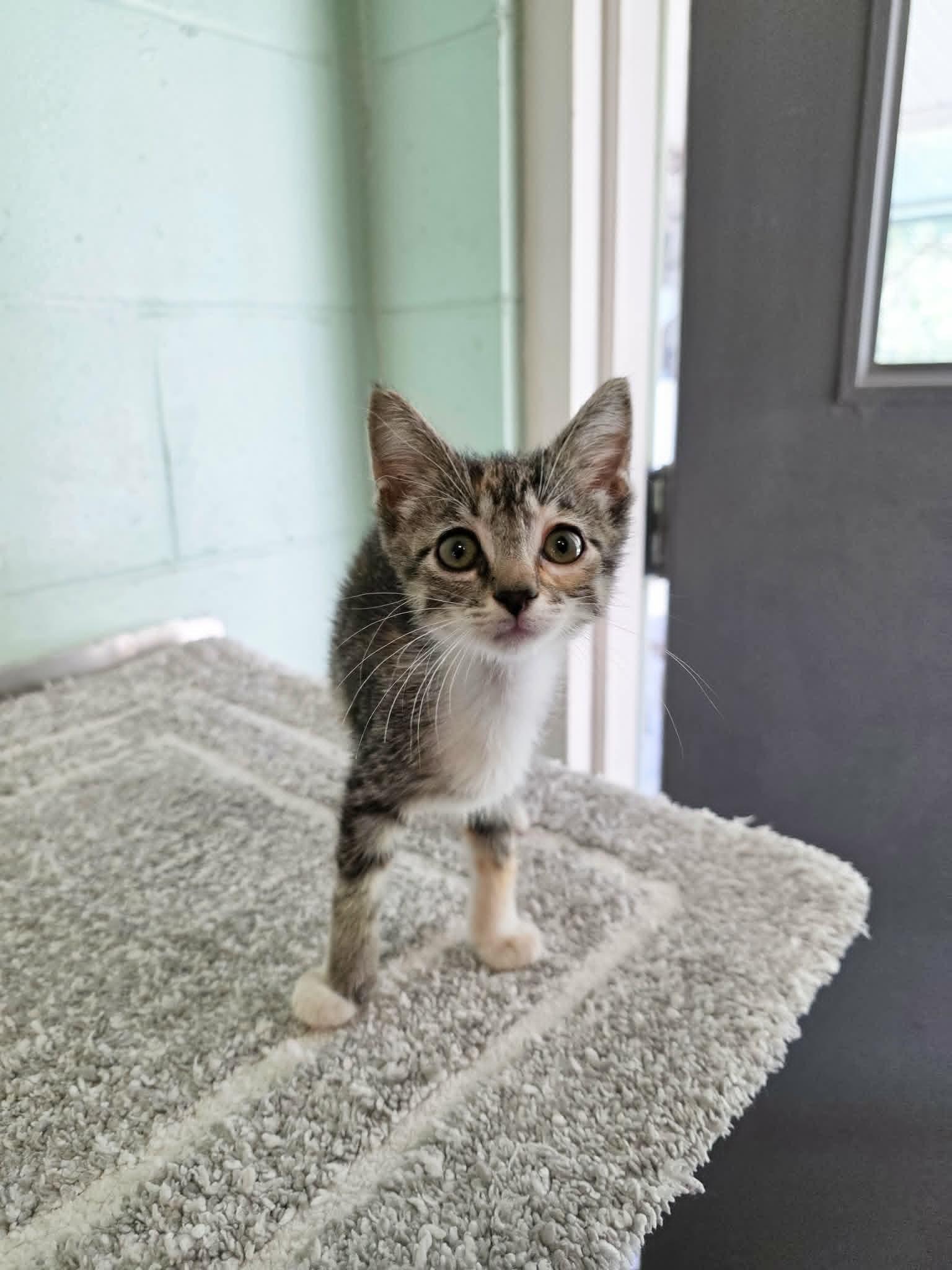 Enlarge Gladys, an adopted Domestic Short Hair in Umatilla, FL image 2/4
