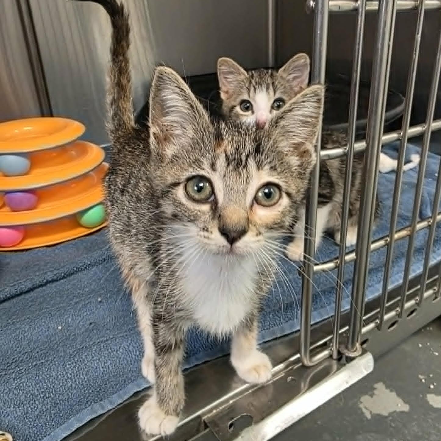Gladys, adopted, Kitten Female Domestic Short Hair.