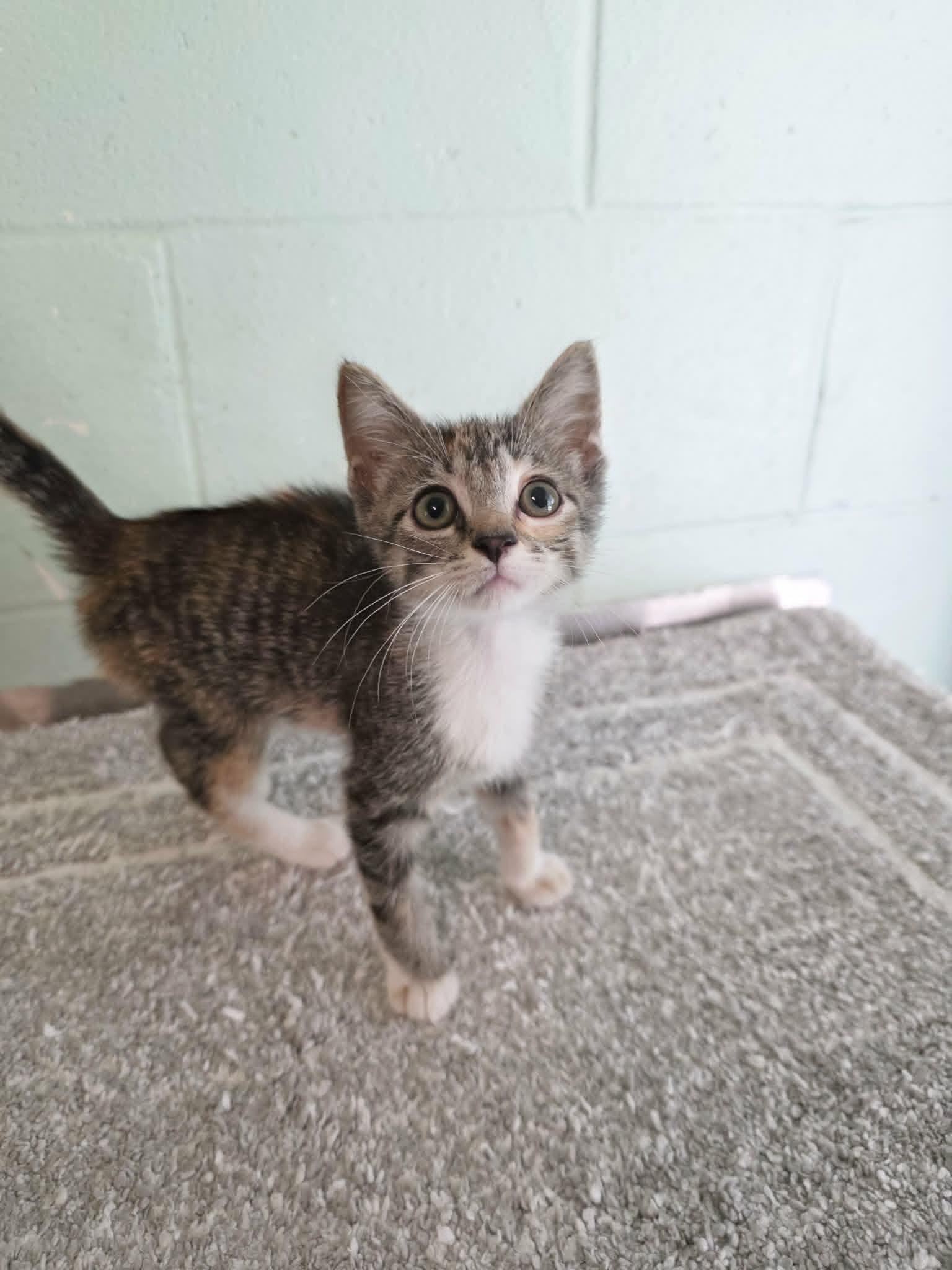 Enlarge Gladys, an adopted Domestic Short Hair in Umatilla, FL image 3/4