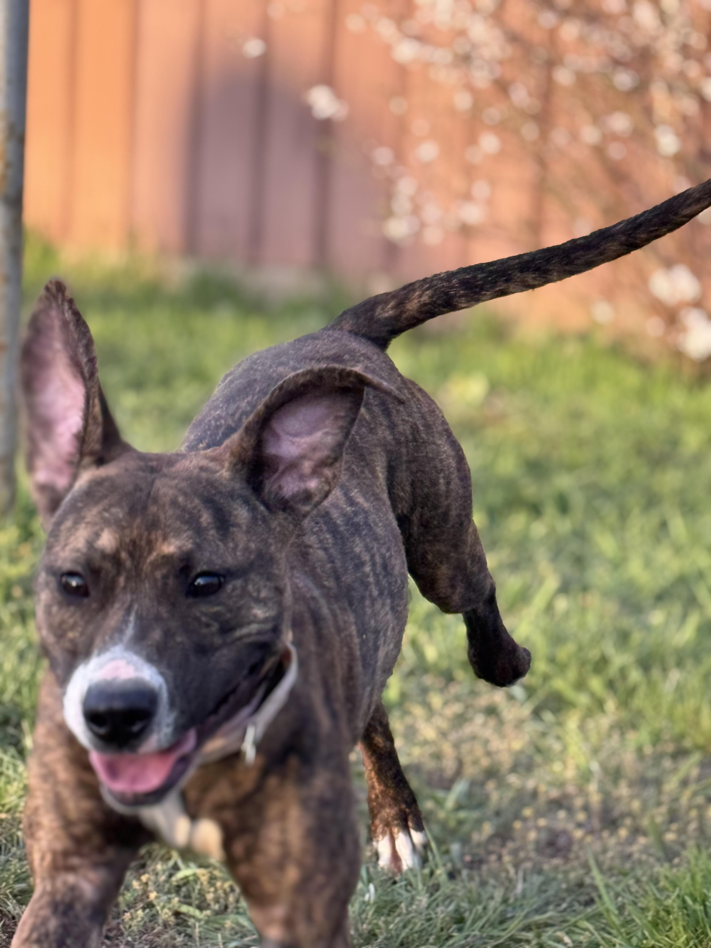 Marlee, an adoptable Mixed Breed in Havre, MT, 59501 | Photo Image 1