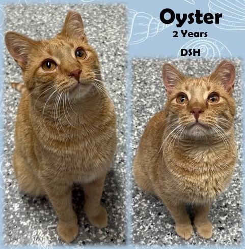 Oyster, ADOPTABLE, Adult Female Domestic Short Hair.