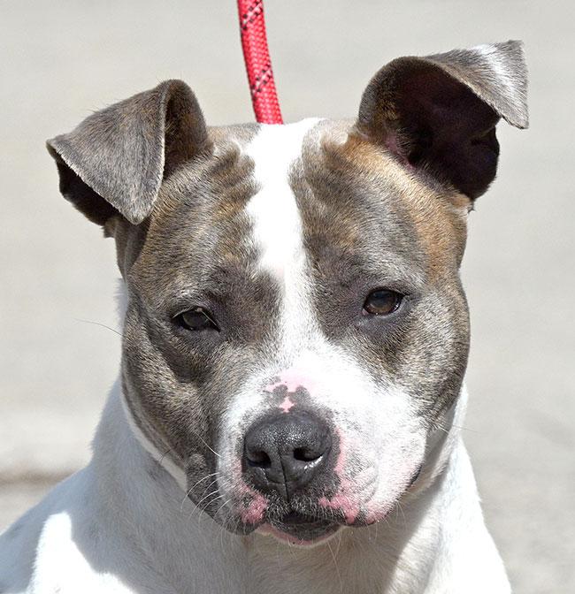 #312 Hilary, Adoptable, Young Female Pit Bull Terrier & Jack Russell Terrier.