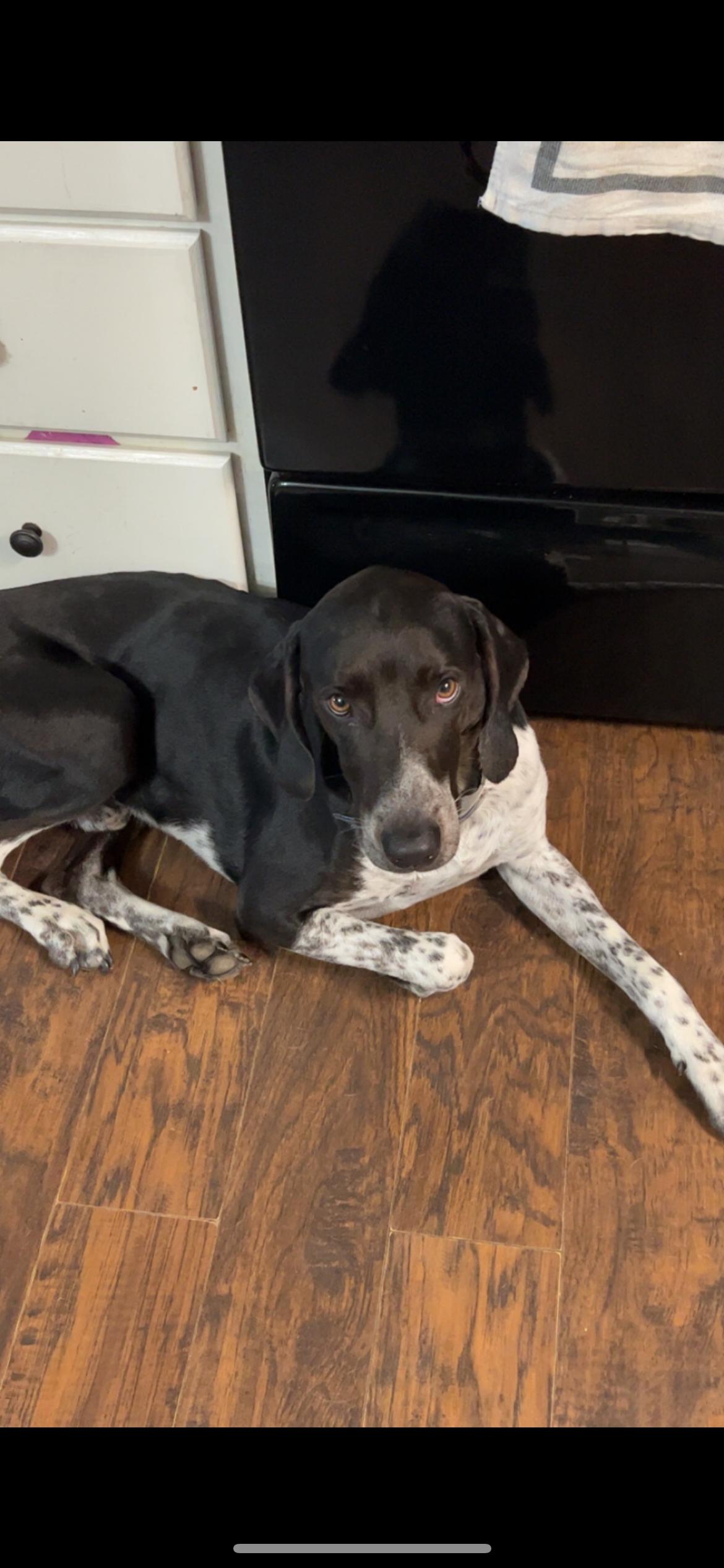 Beasley, ADOPTABLE, Young Male American Foxhound & German Shorthaired Pointer.