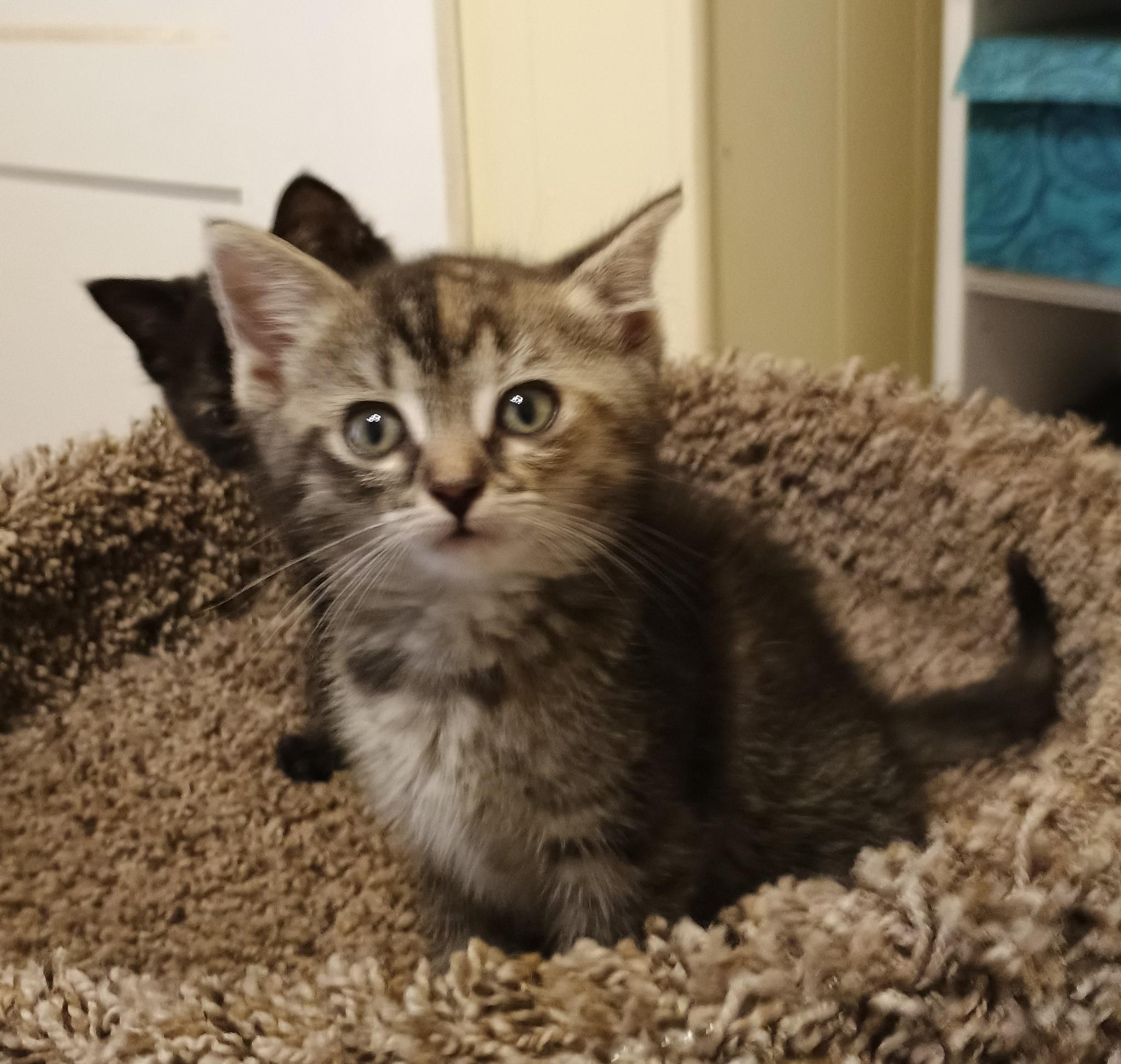 Hickory - cuddly & playful