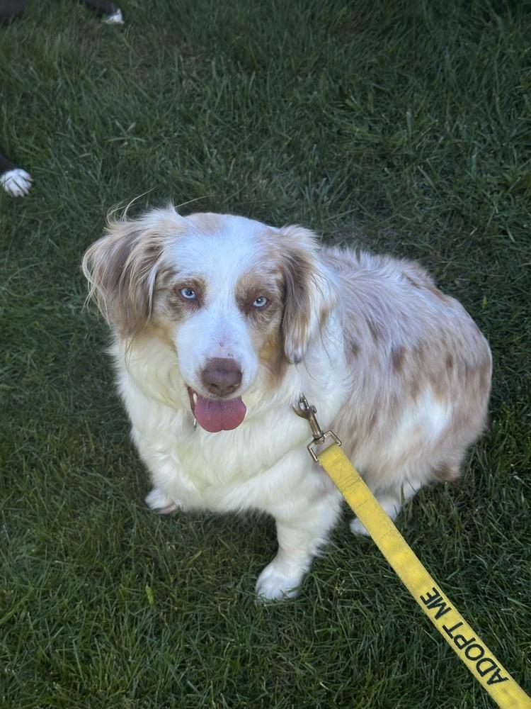 Enlarge Charli, a Adoptable Australian Shepherd in Syracuse, NY image 2/6