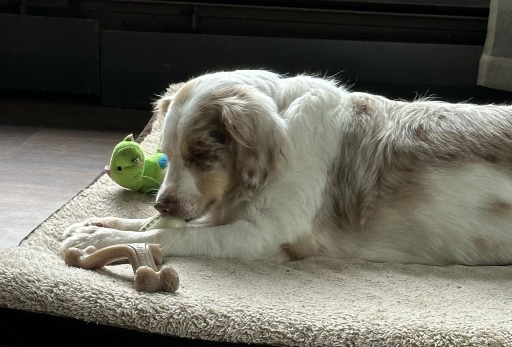 Enlarge Charli, a Adoptable Australian Shepherd in Syracuse, NY image 3/6