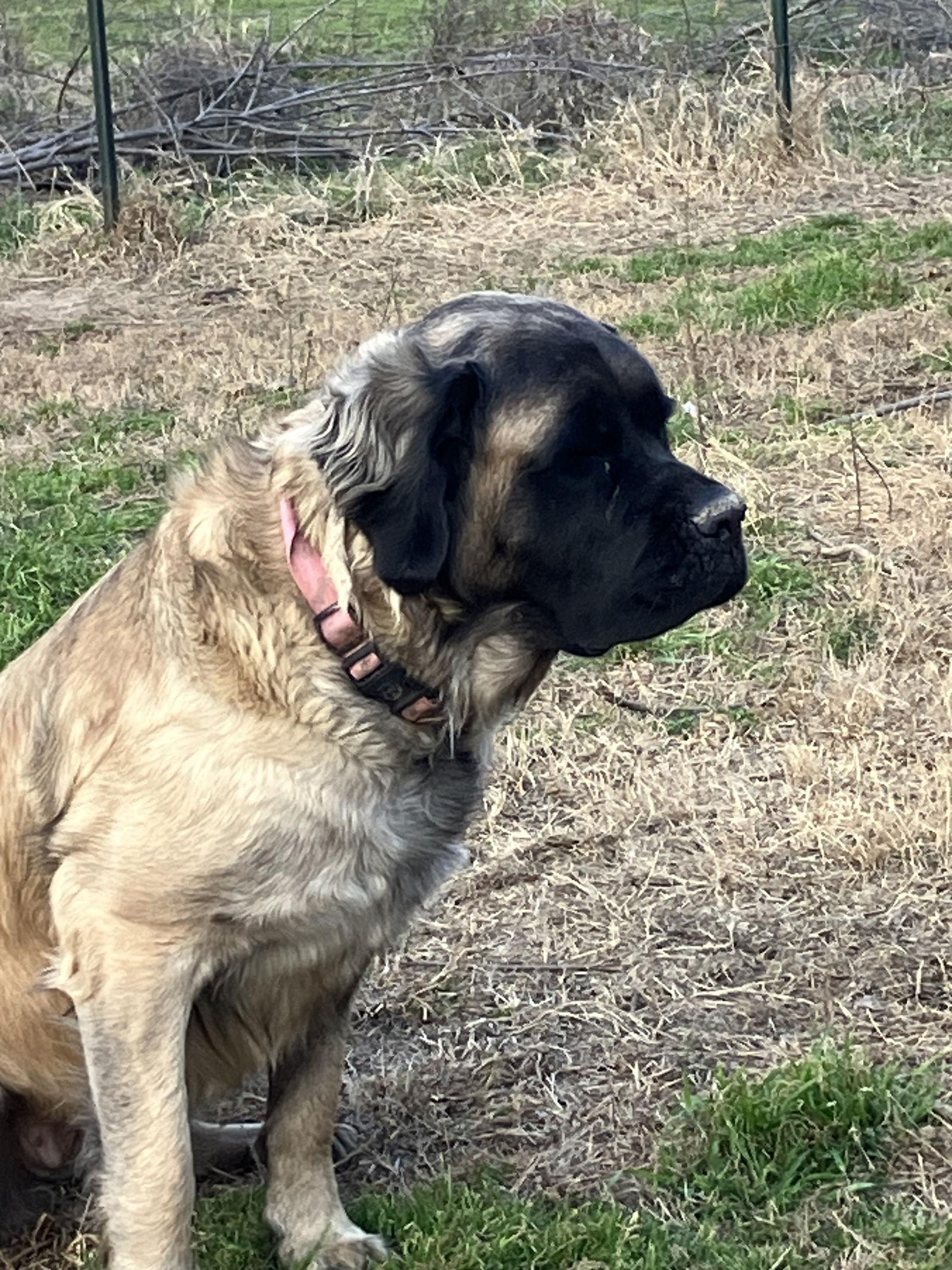 Bobbi - Fall in Love, Adoptable, Young Female Mastiff.