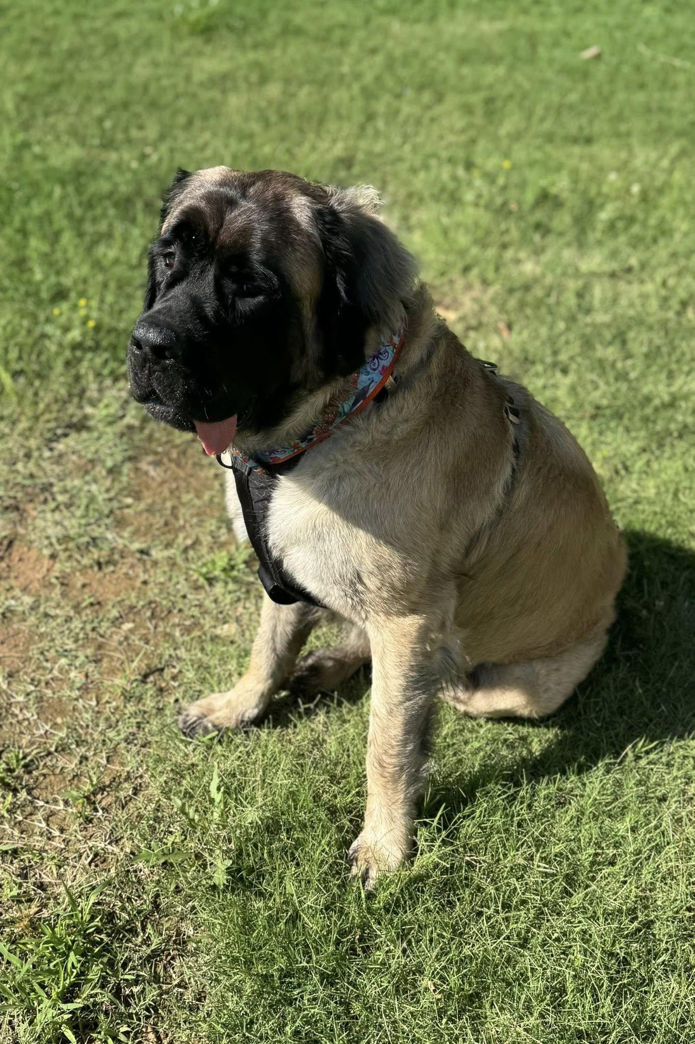 Bobbi - Fall in Love, a Adoptable Mastiff in Edmond, OK image 2/3