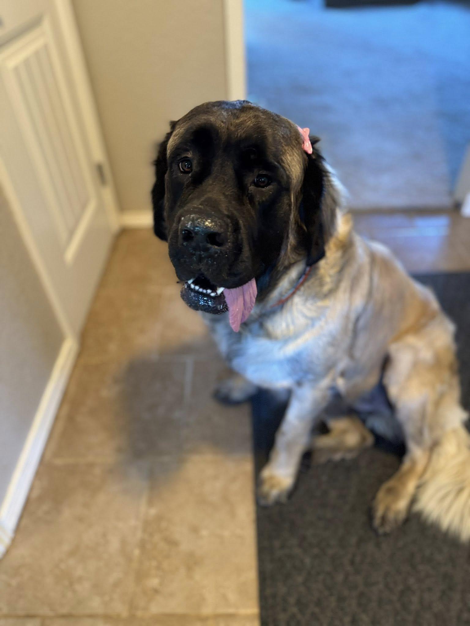 Bobbi - Fall in Love, a Adoptable Mastiff in Edmond, OK image 3/3