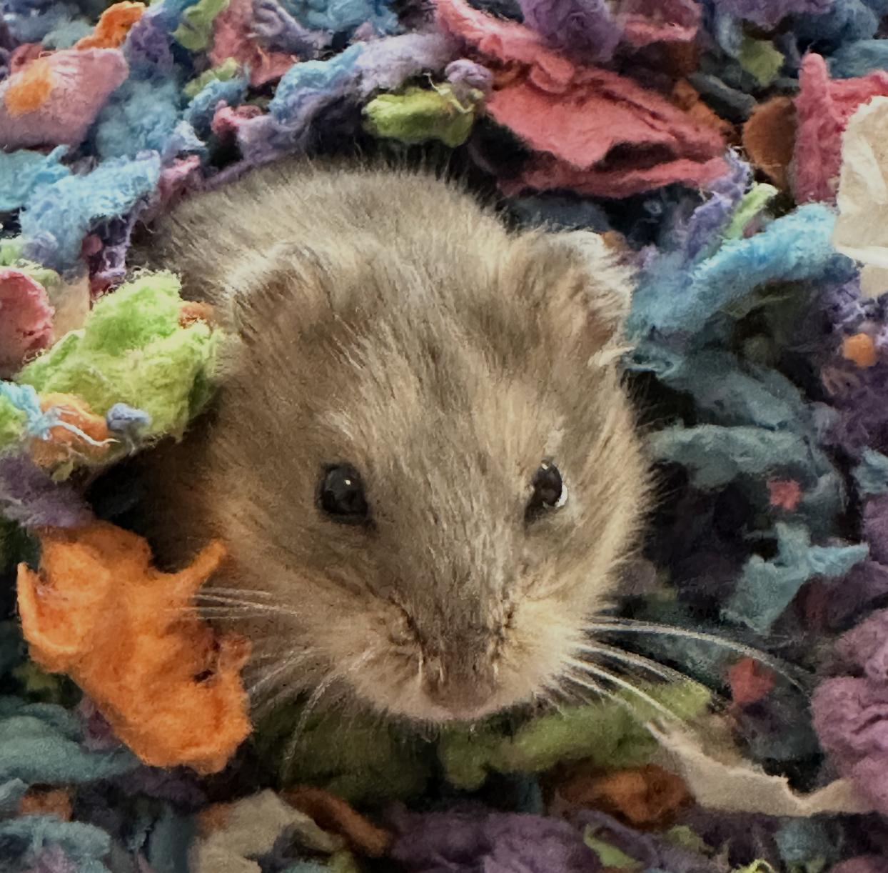 Enlarge Rice Milk, an adopted Dwarf Hamster in Minneapolis, MN image 1/4