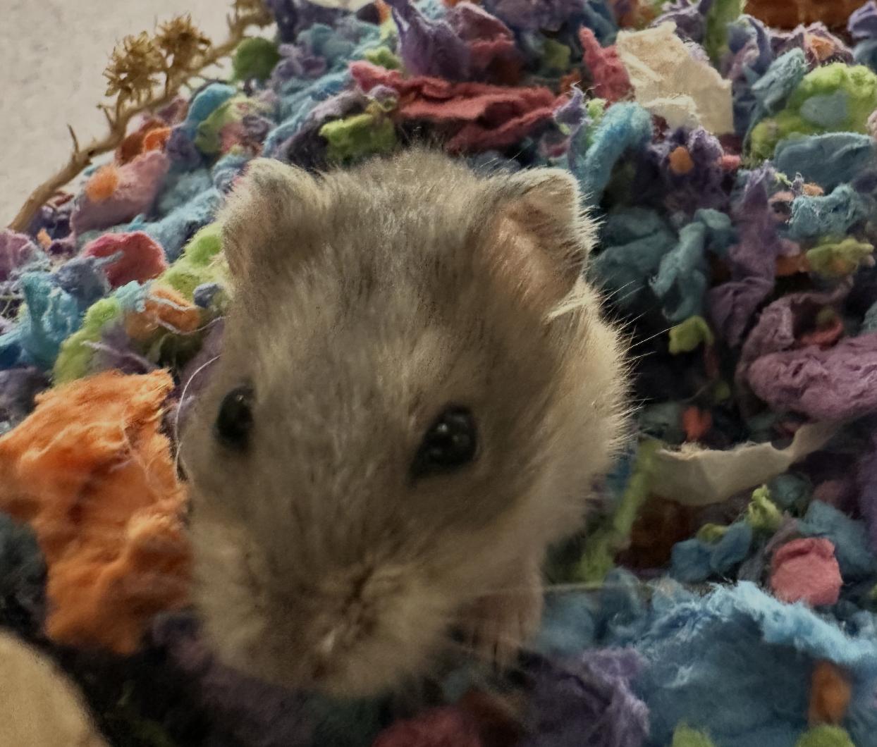 Enlarge Rice Milk, an adopted Dwarf Hamster in Minneapolis, MN image 2/4