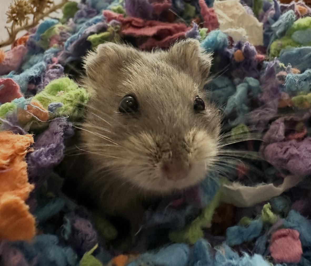 Enlarge Rice Milk, an adopted Dwarf Hamster in Minneapolis, MN image 3/4