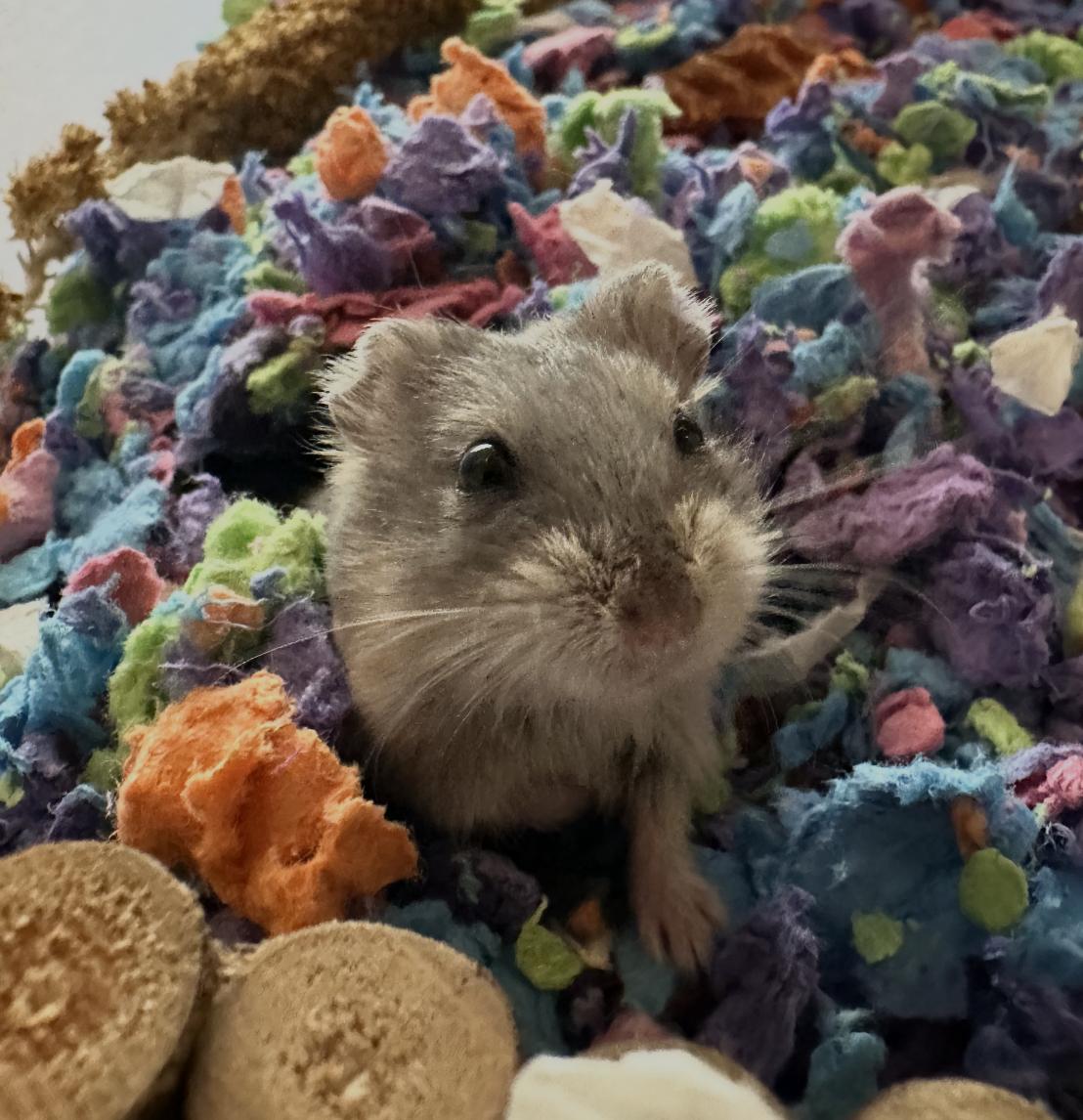 Enlarge Rice Milk, an adopted Dwarf Hamster in Minneapolis, MN image 4/4