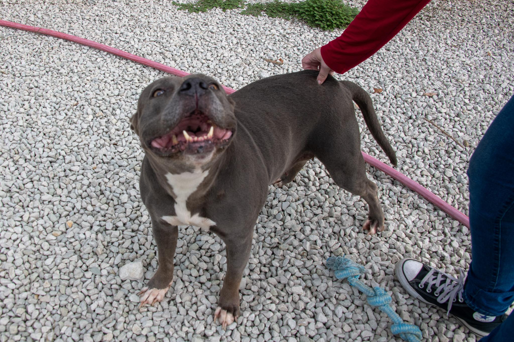 Luna, Adopted, Senior Female Pit Bull Terrier.