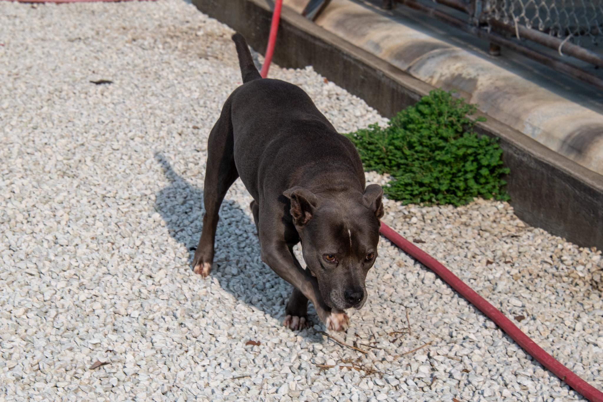 Enlarge Luna, a Adopted Pit Bull Terrier in Mayetta, KS image 4/4
