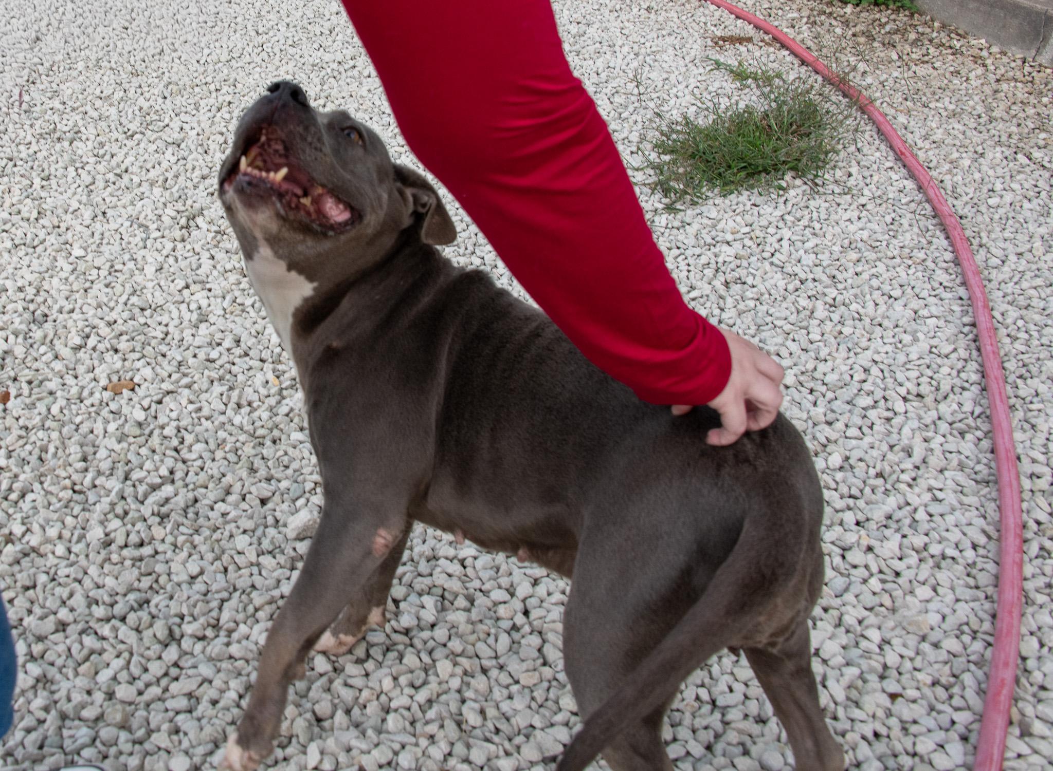 Enlarge Luna, a Adopted Pit Bull Terrier in Mayetta, KS image 3/4