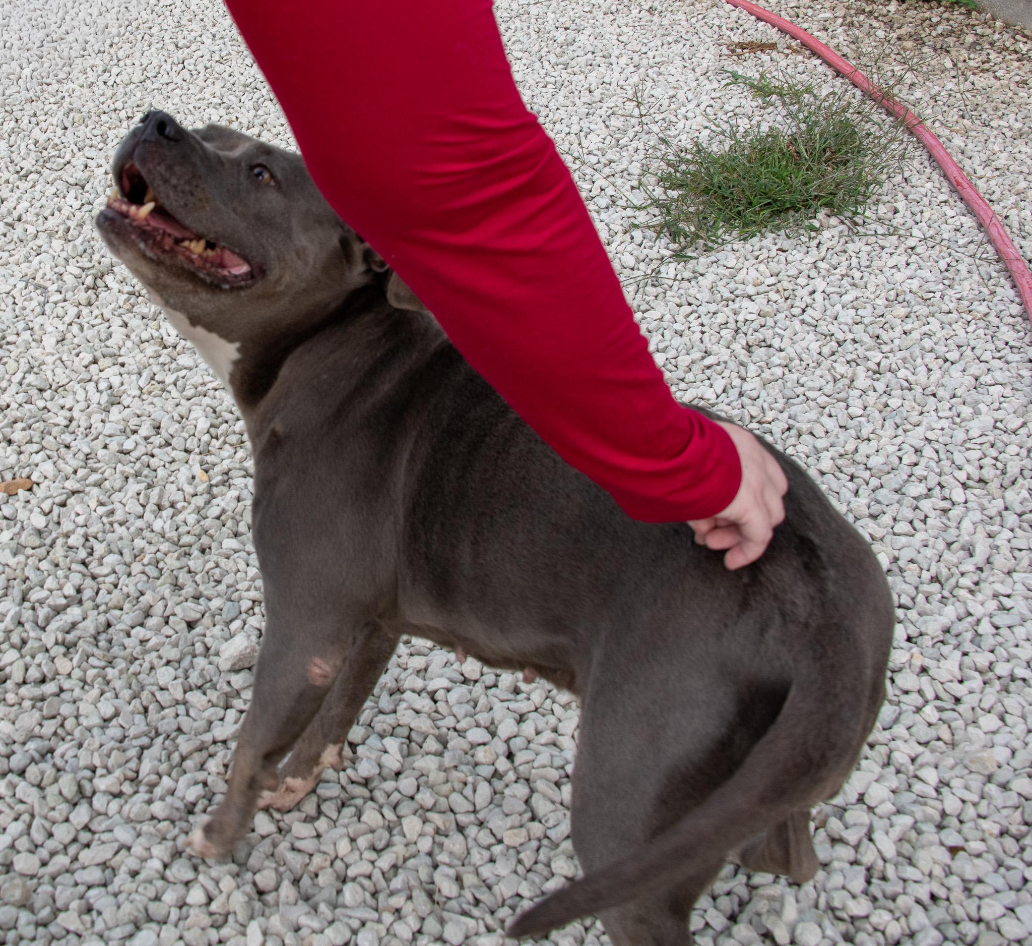 Enlarge Luna, a Adopted Pit Bull Terrier in Mayetta, KS image 2/4