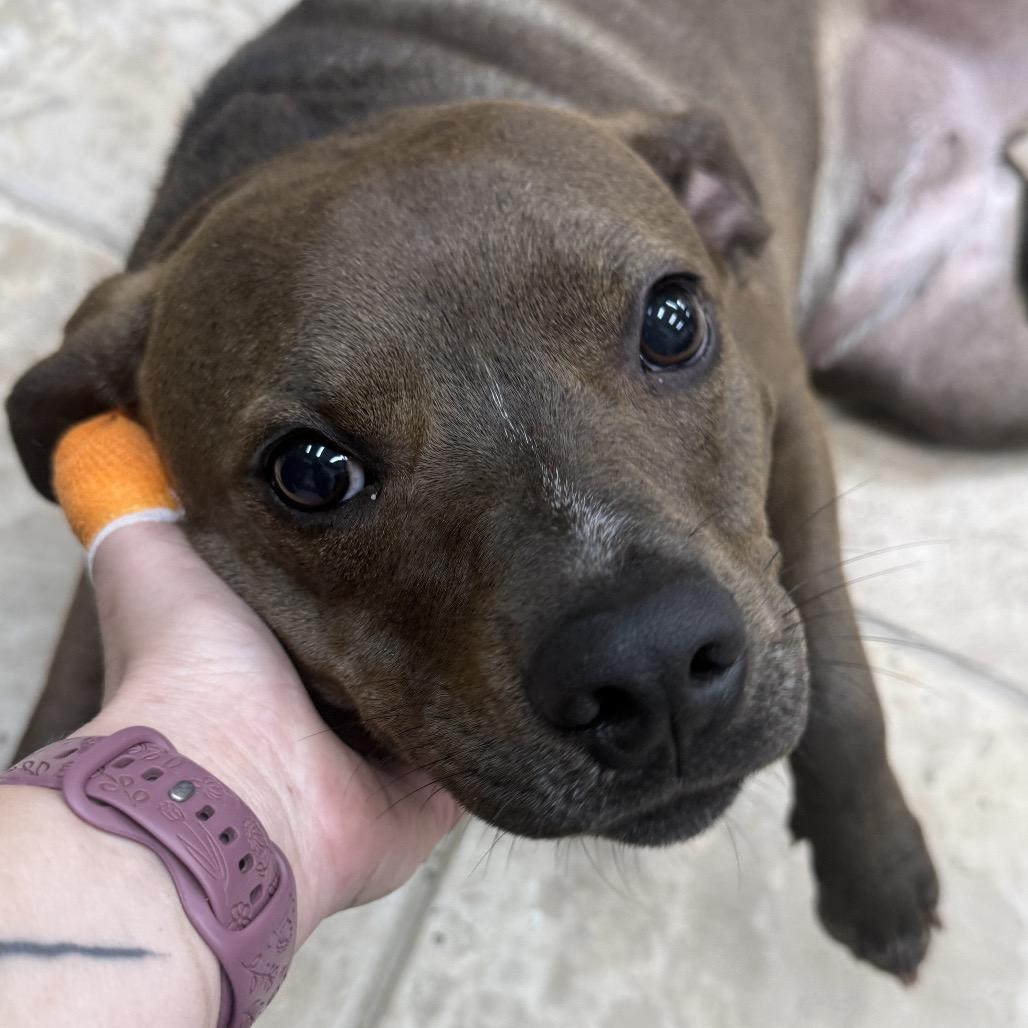 Hazel, Adoptable, Young Female Labrador Retriever & American Staffordshire Terrier.