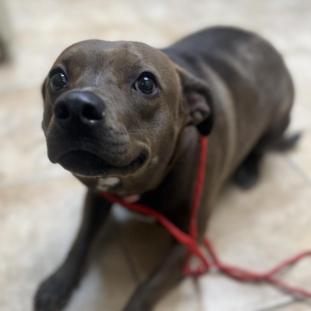Enlarge Hazel, a Adoptable mixed breed in Collinsville , OK image 2/6