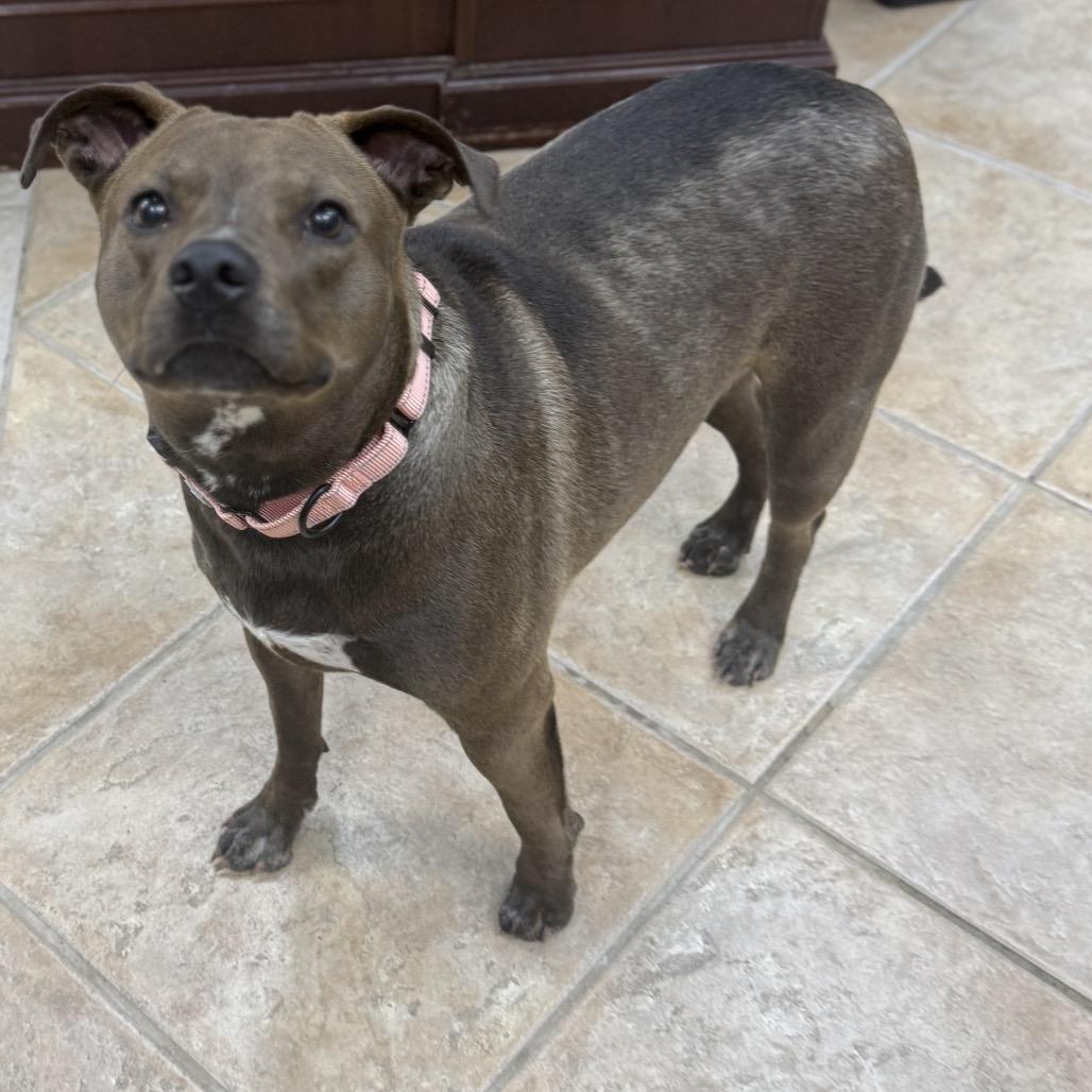Enlarge Hazel, a Adoptable mixed breed in Collinsville , OK image 3/6