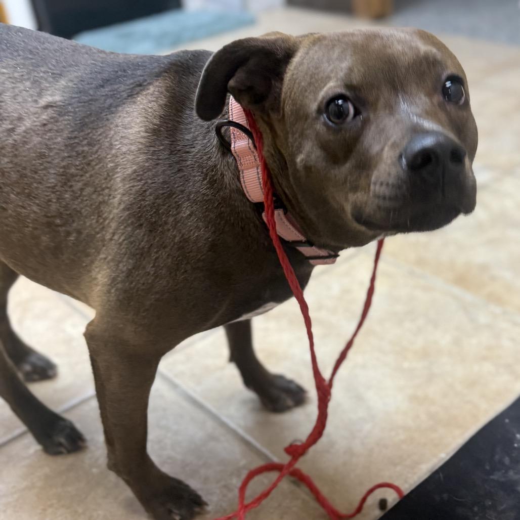 Enlarge Hazel, a Adoptable mixed breed in Collinsville , OK image 4/6