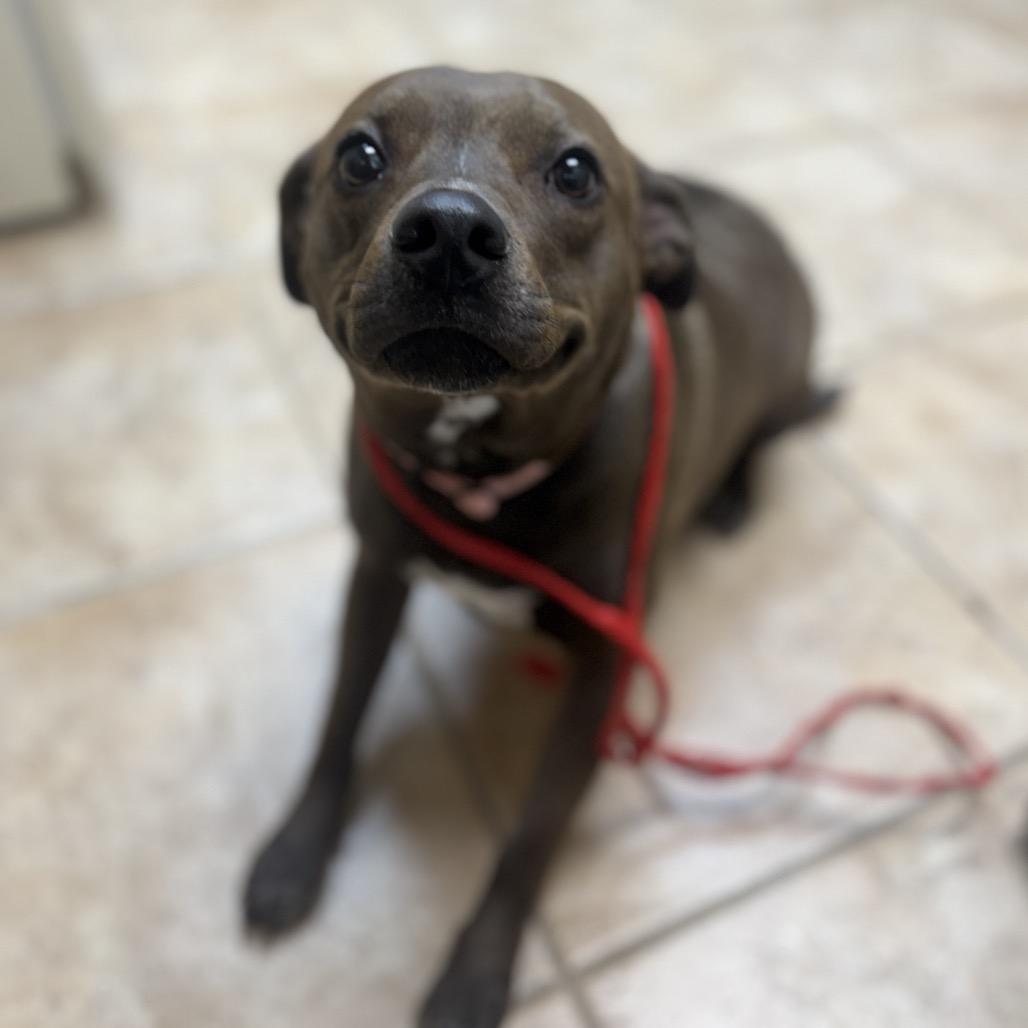 Enlarge Hazel, a Adoptable mixed breed in Collinsville , OK image 5/6