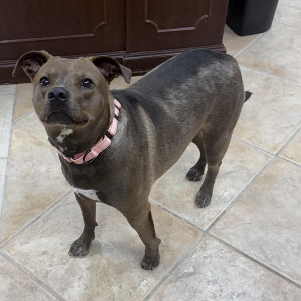 Enlarge Hazel, a Adoptable mixed breed in Collinsville , OK image 6/6