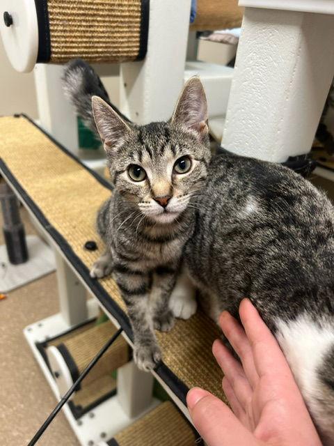 Liberty, Adopted, Kitten Female Domestic Short Hair.