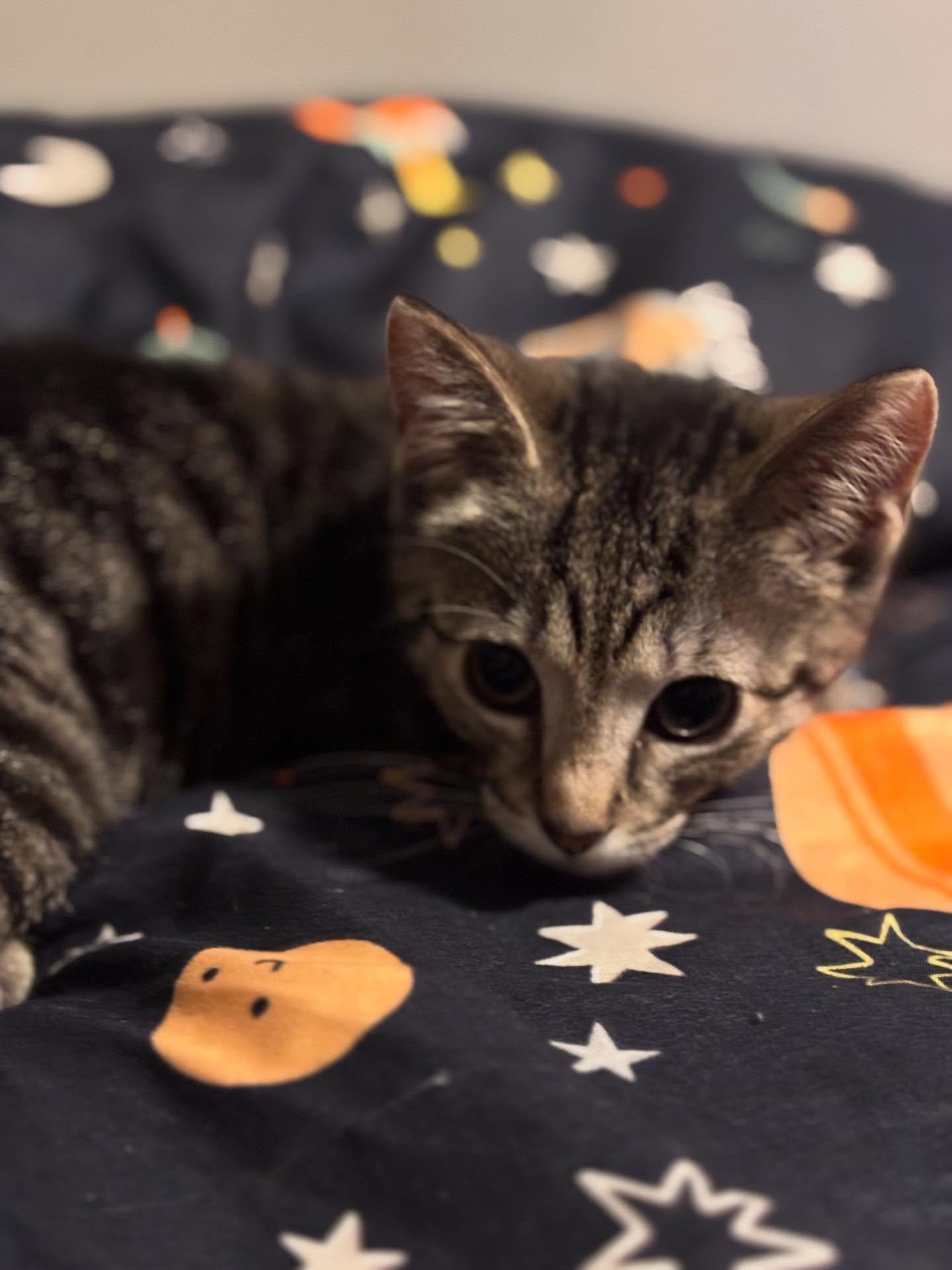 Enlarge Liberty, a Adopted Domestic Short Hair in Holland, MI image 2/3