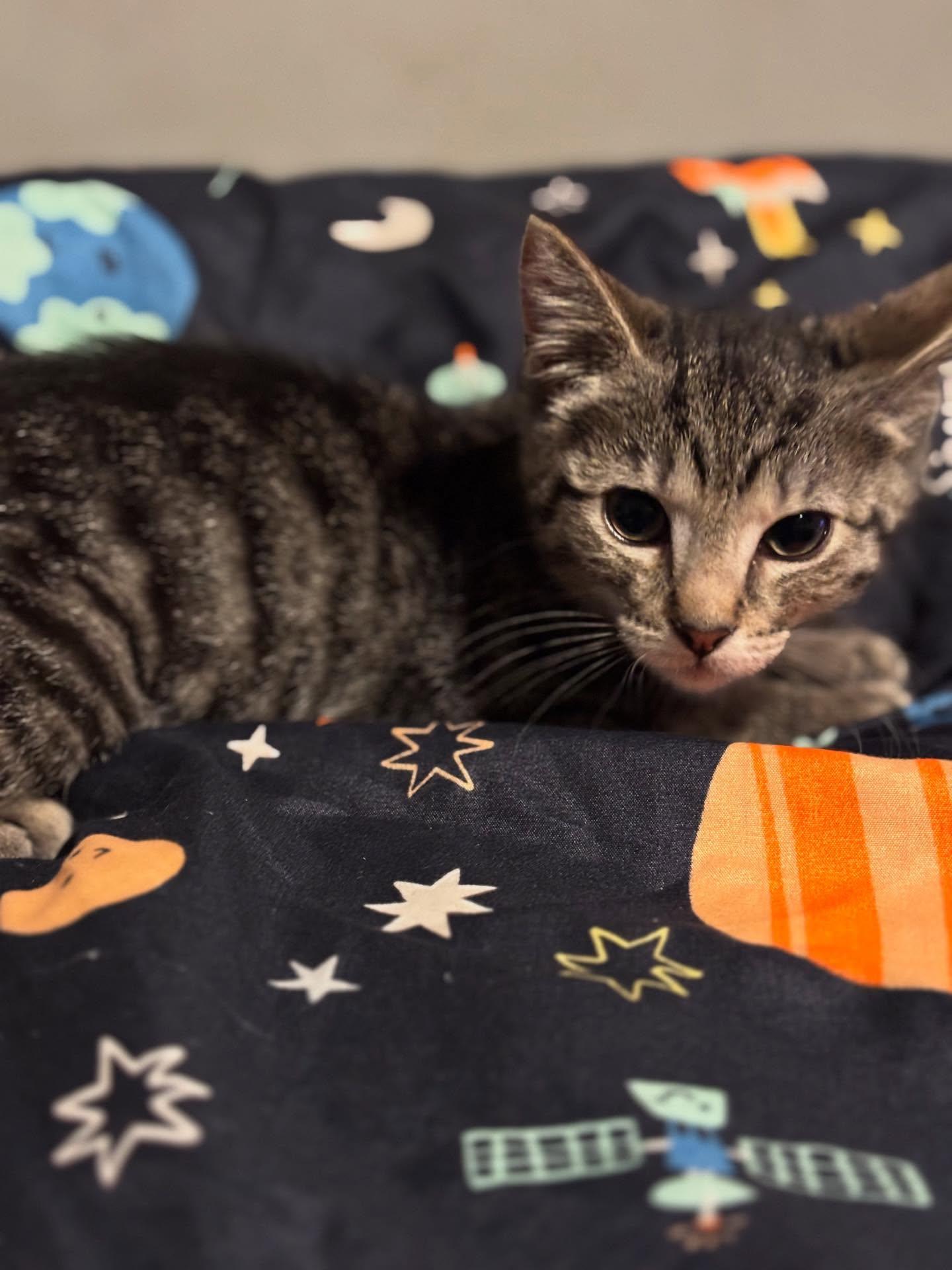 Enlarge Liberty, a Adopted Domestic Short Hair in Holland, MI image 3/3