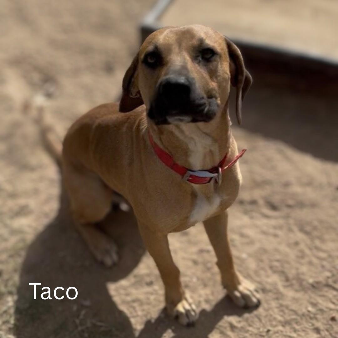 Taco