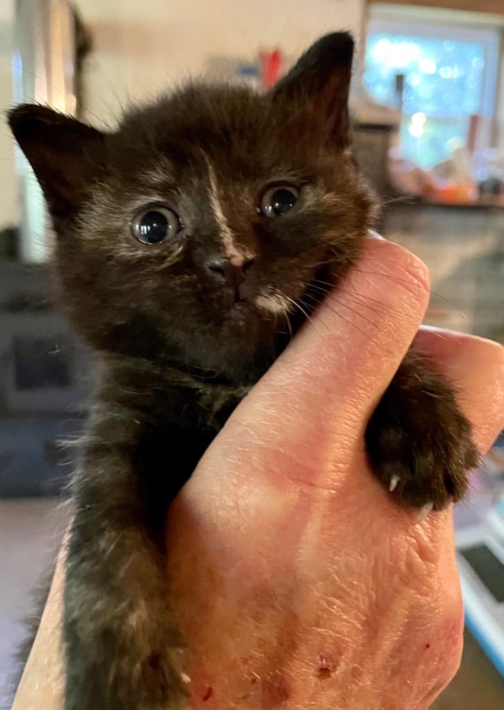 Missy (fka Blaze), Adoptable, Adult Female Domestic Short Hair.