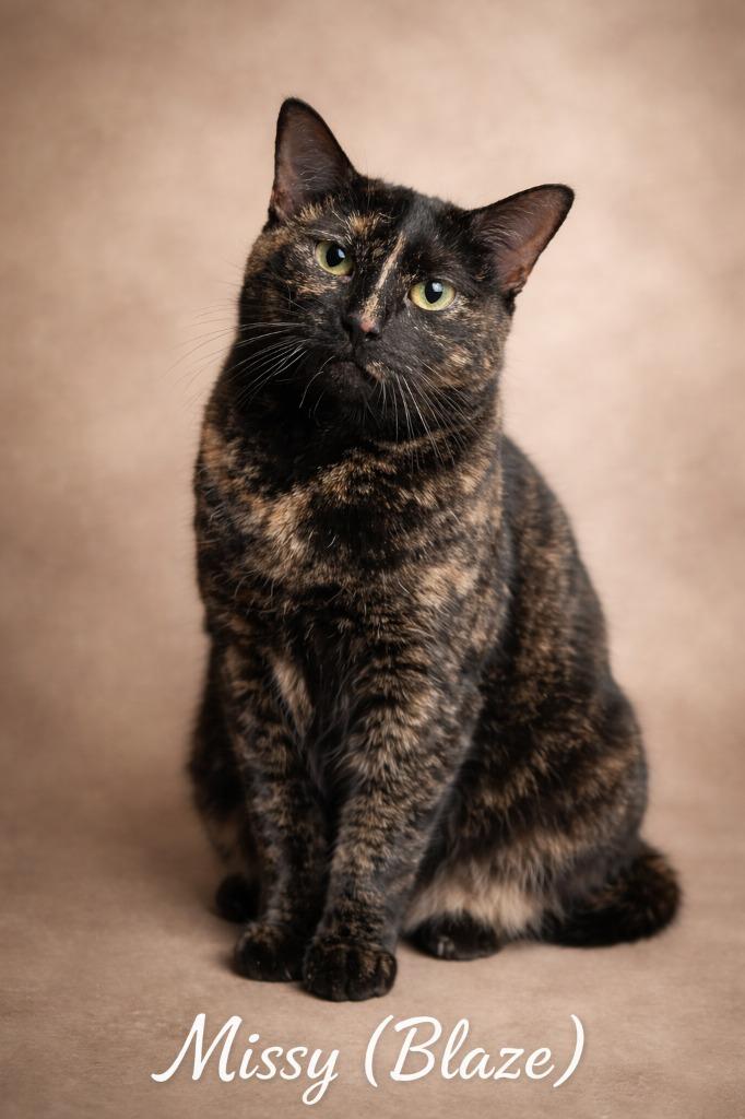 Enlarge Missy (fka Blaze), a Adoptable mixed breed in Leonardtown, MD image 2/2