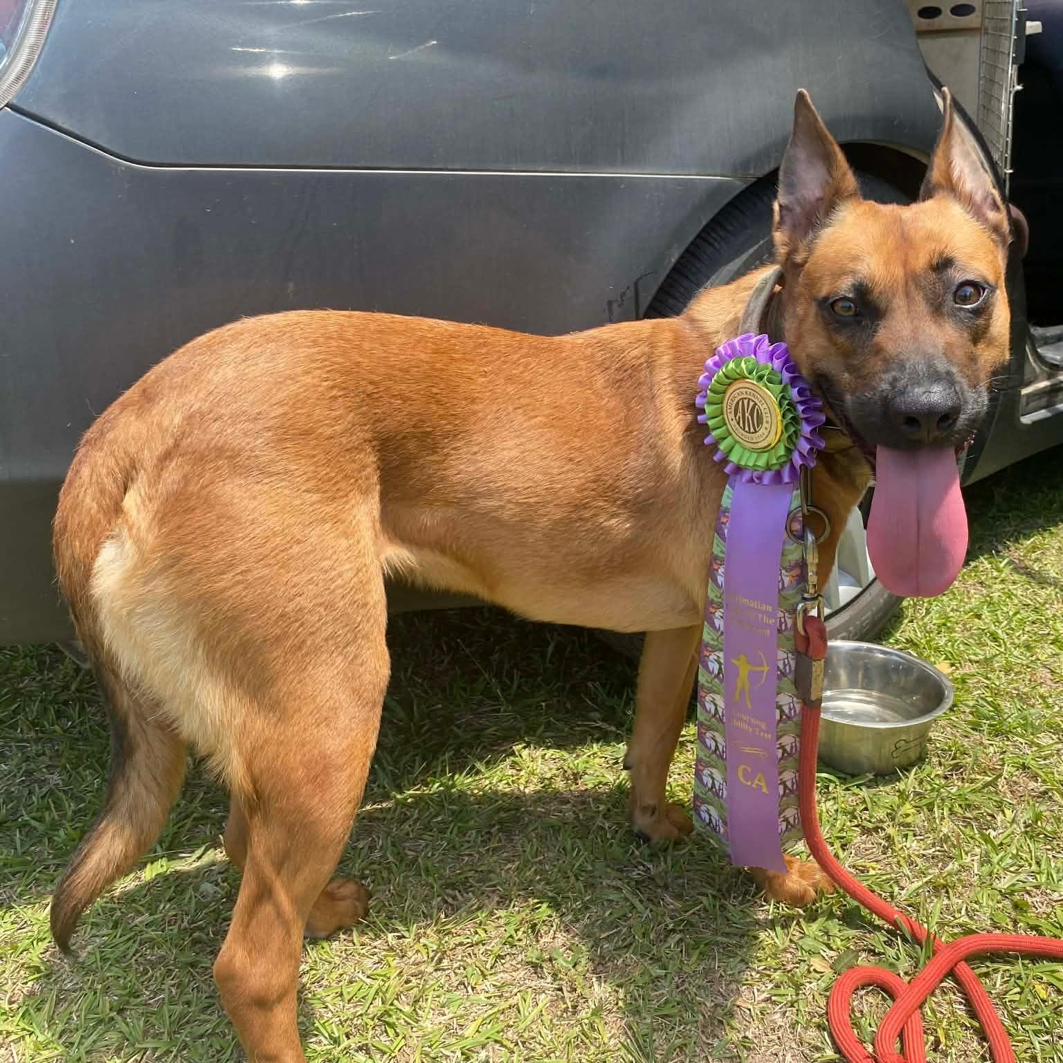 Enlarge Carol, a Adoptable mixed breed in Charlotte, NC image 5/6