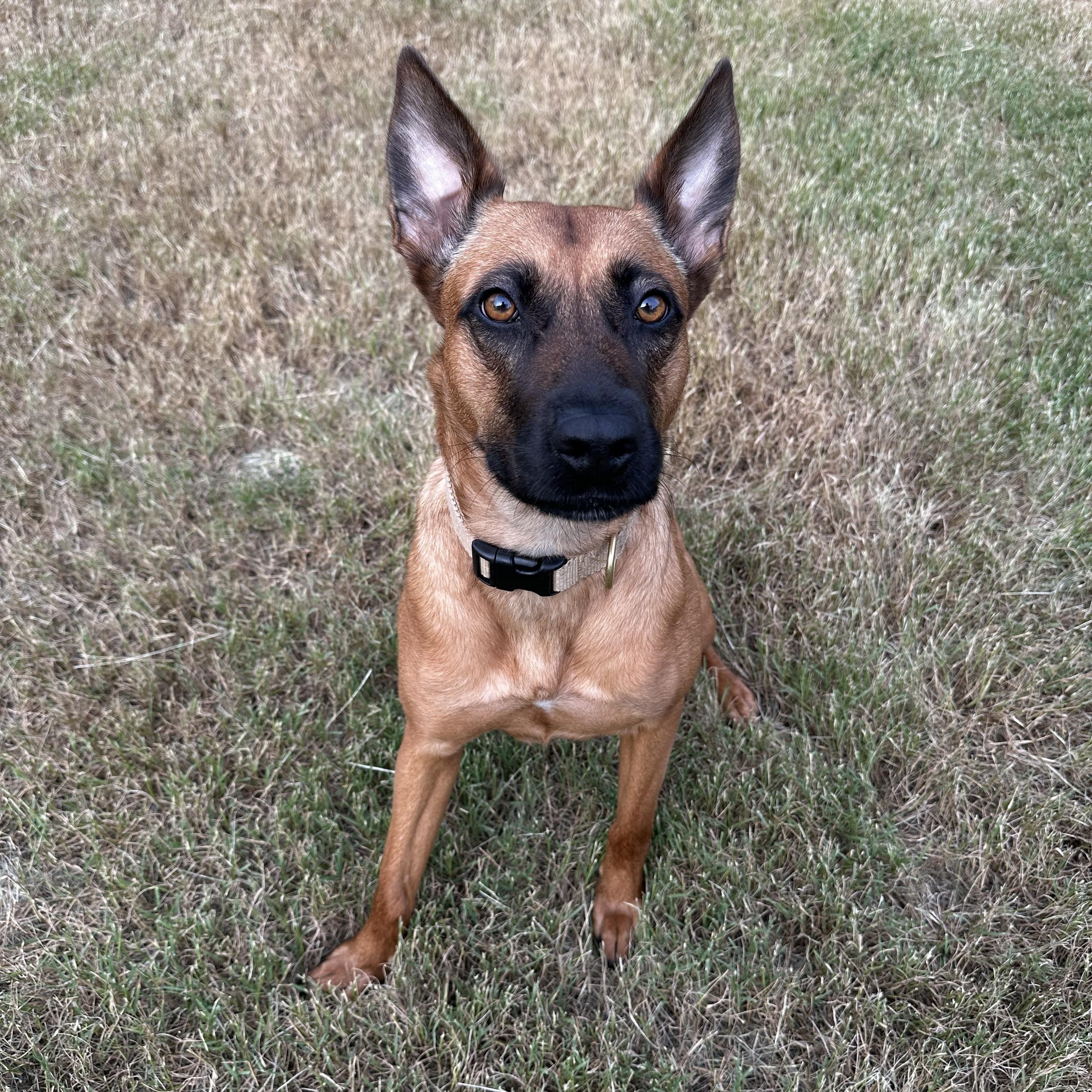 Enlarge Carol, a Adoptable mixed breed in Charlotte, NC image 2/6