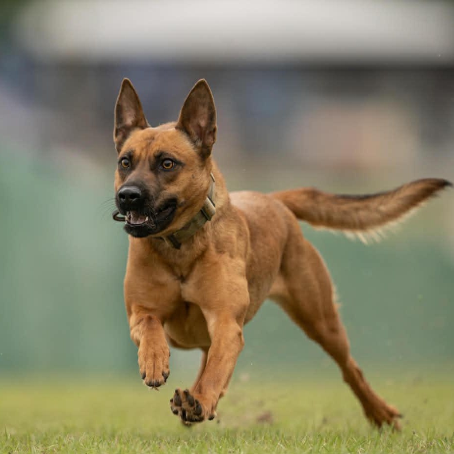Enlarge Carol, a Adoptable mixed breed in Charlotte, NC image 4/6