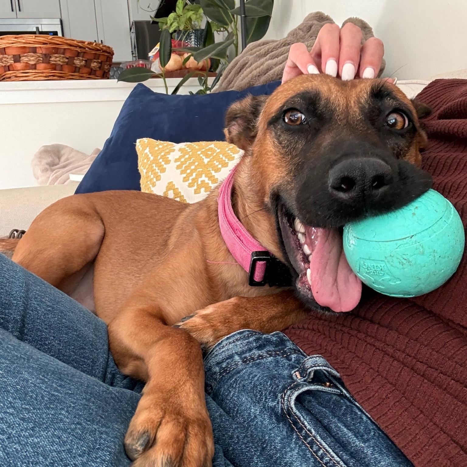 Carol, Adoptable, Young Female Belgian Shepherd / Malinois.