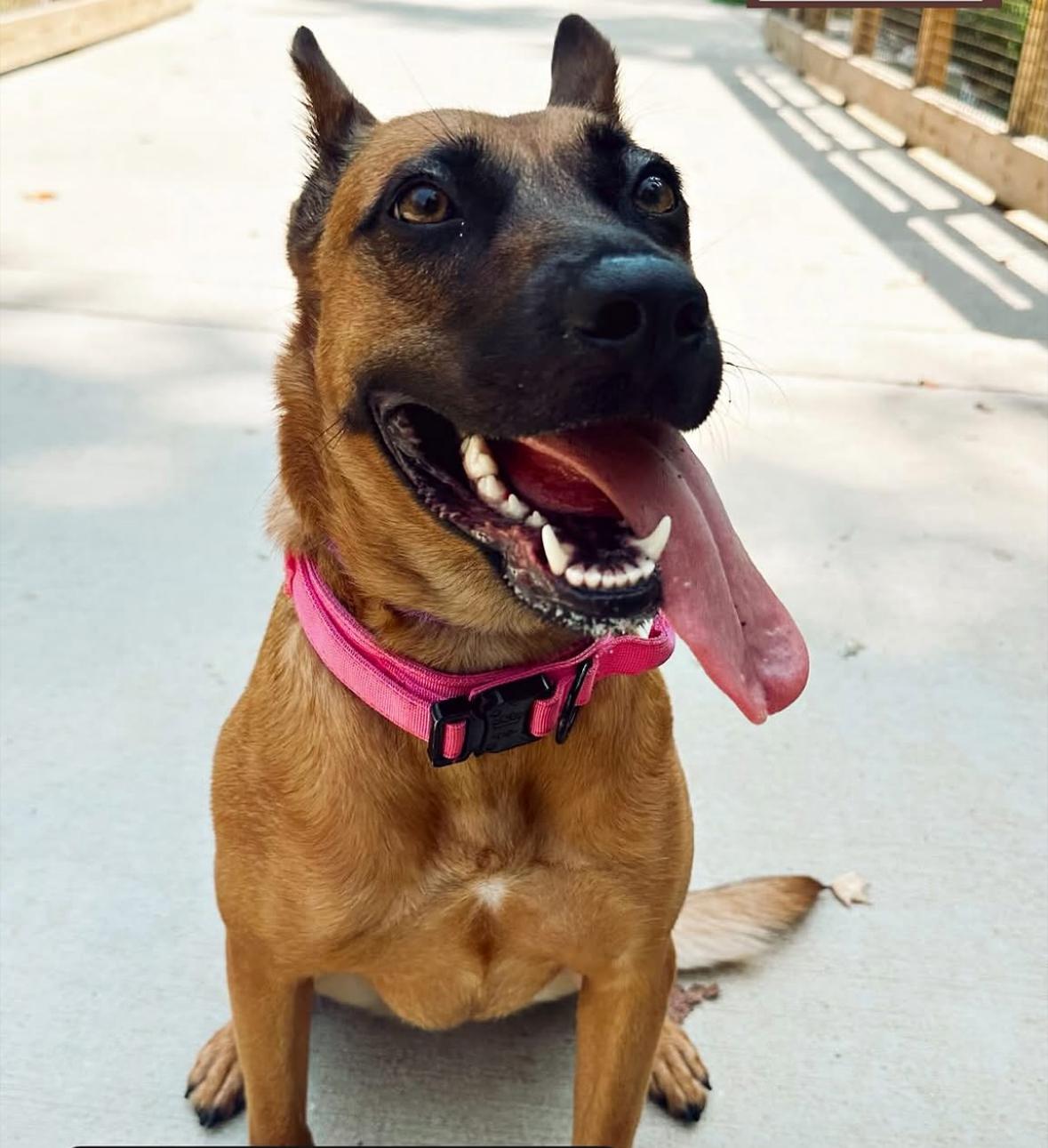 Enlarge Carol, a Adoptable mixed breed in Charlotte, NC image 3/6