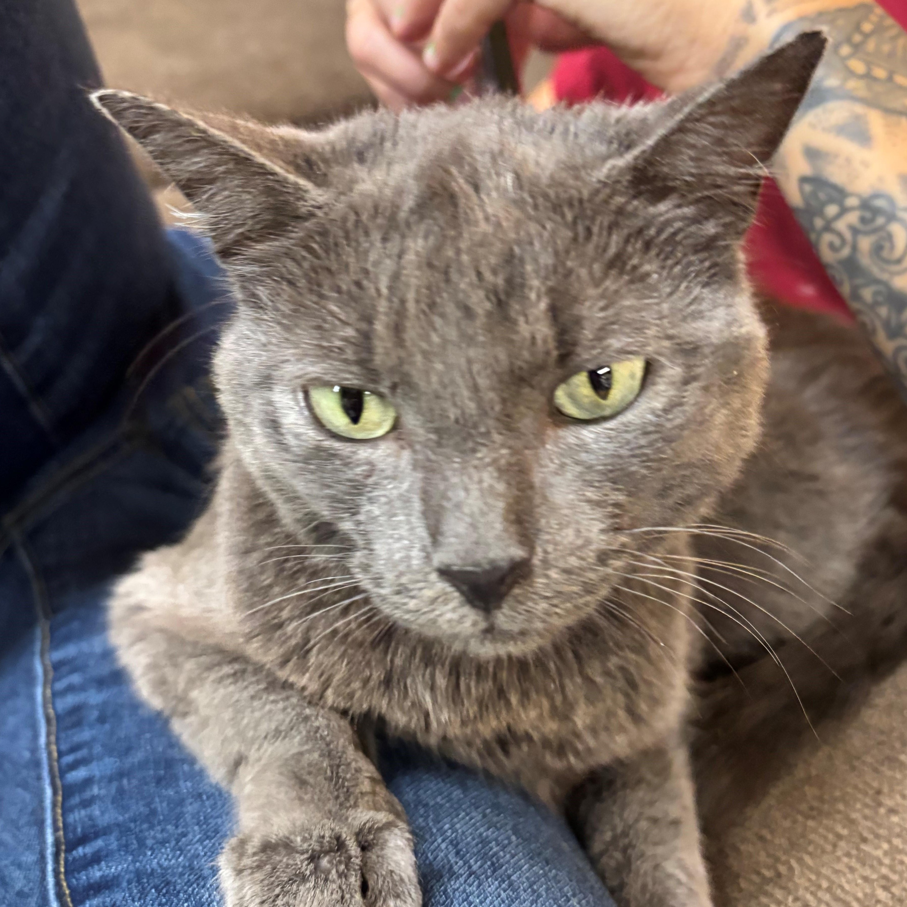 Stevie, ADOPTABLE, Adult Female Domestic Short Hair.