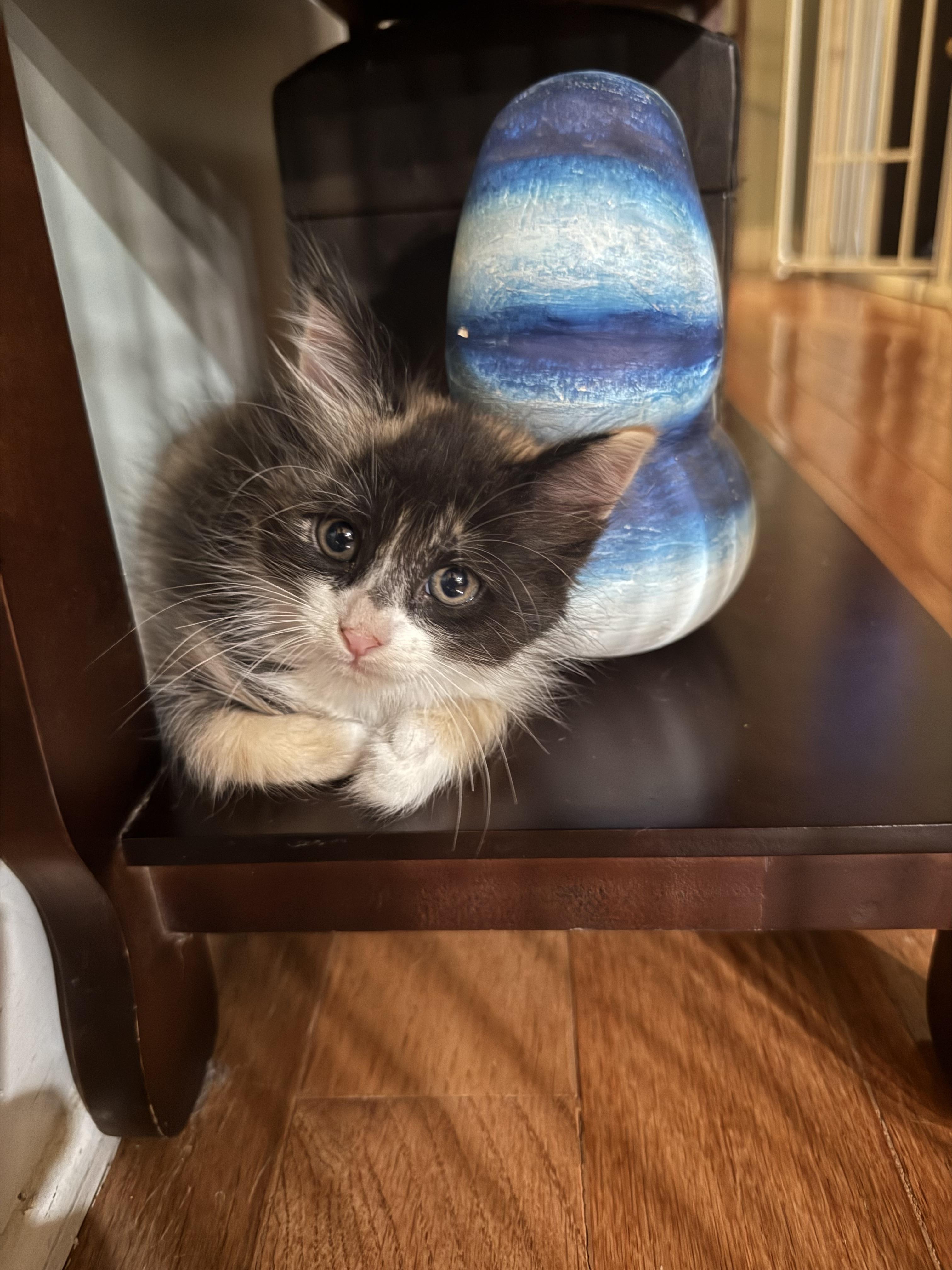 HIBISCUS (RI), a Adoptable mixed breed in Providence , RI image 2/6