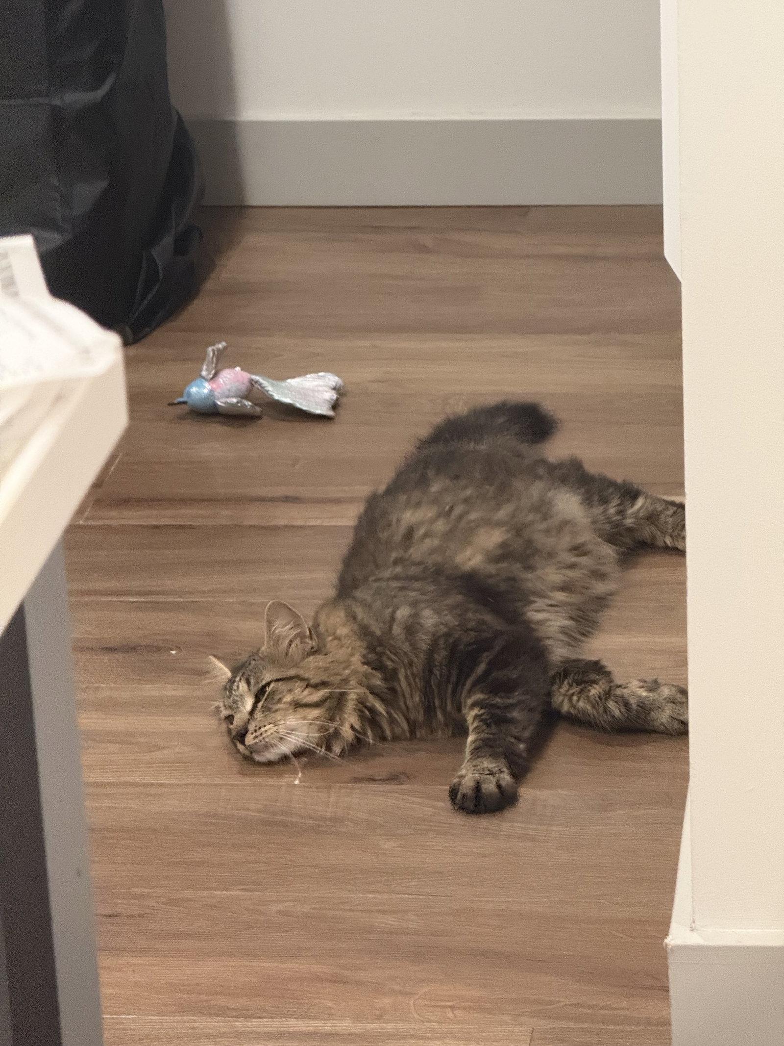 Enlarge Puck, a Adoptable Domestic Medium Hair in Somerville, MA image 2/3