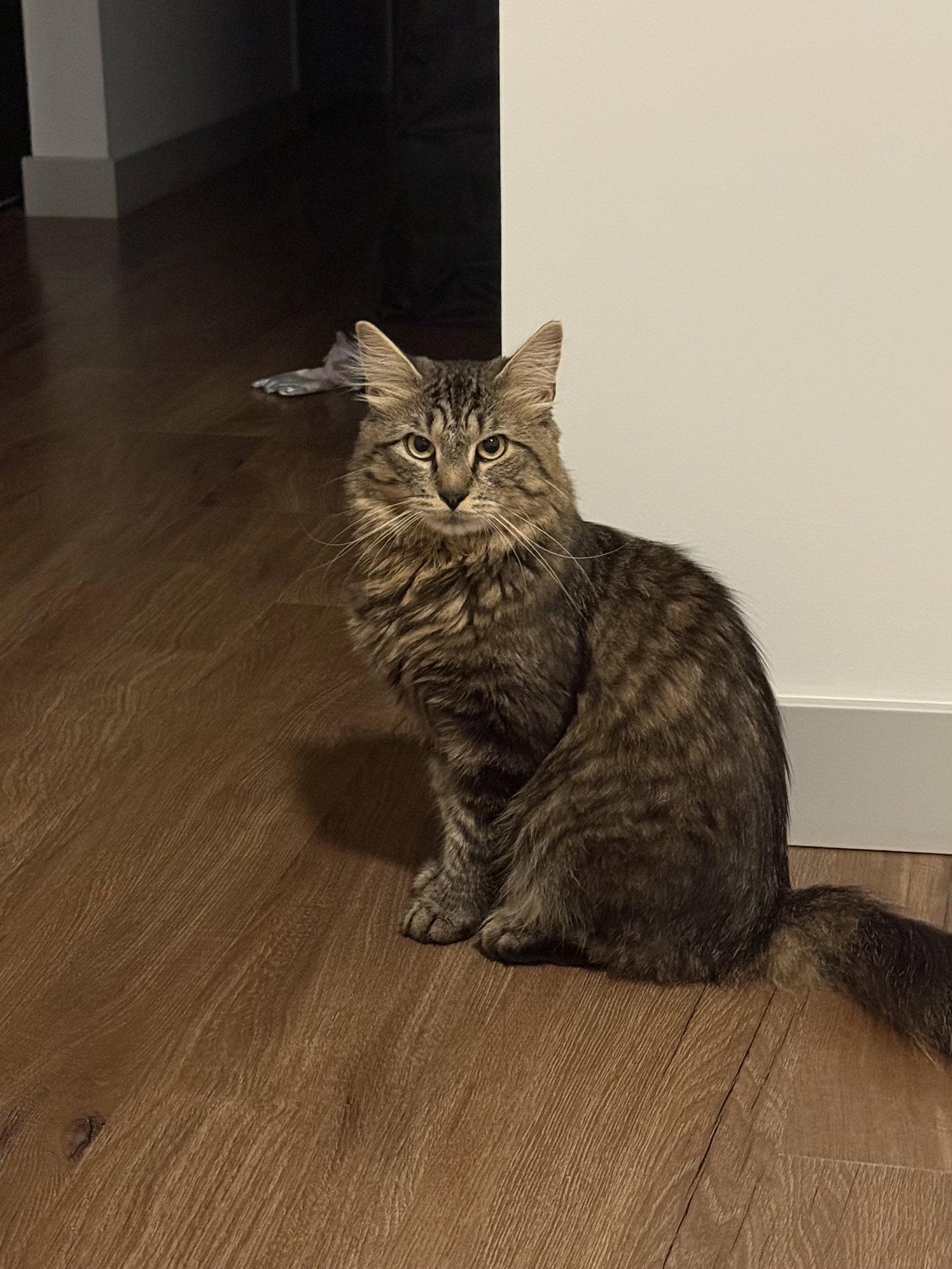 Enlarge Puck, a Adoptable Domestic Medium Hair in Somerville, MA image 3/3