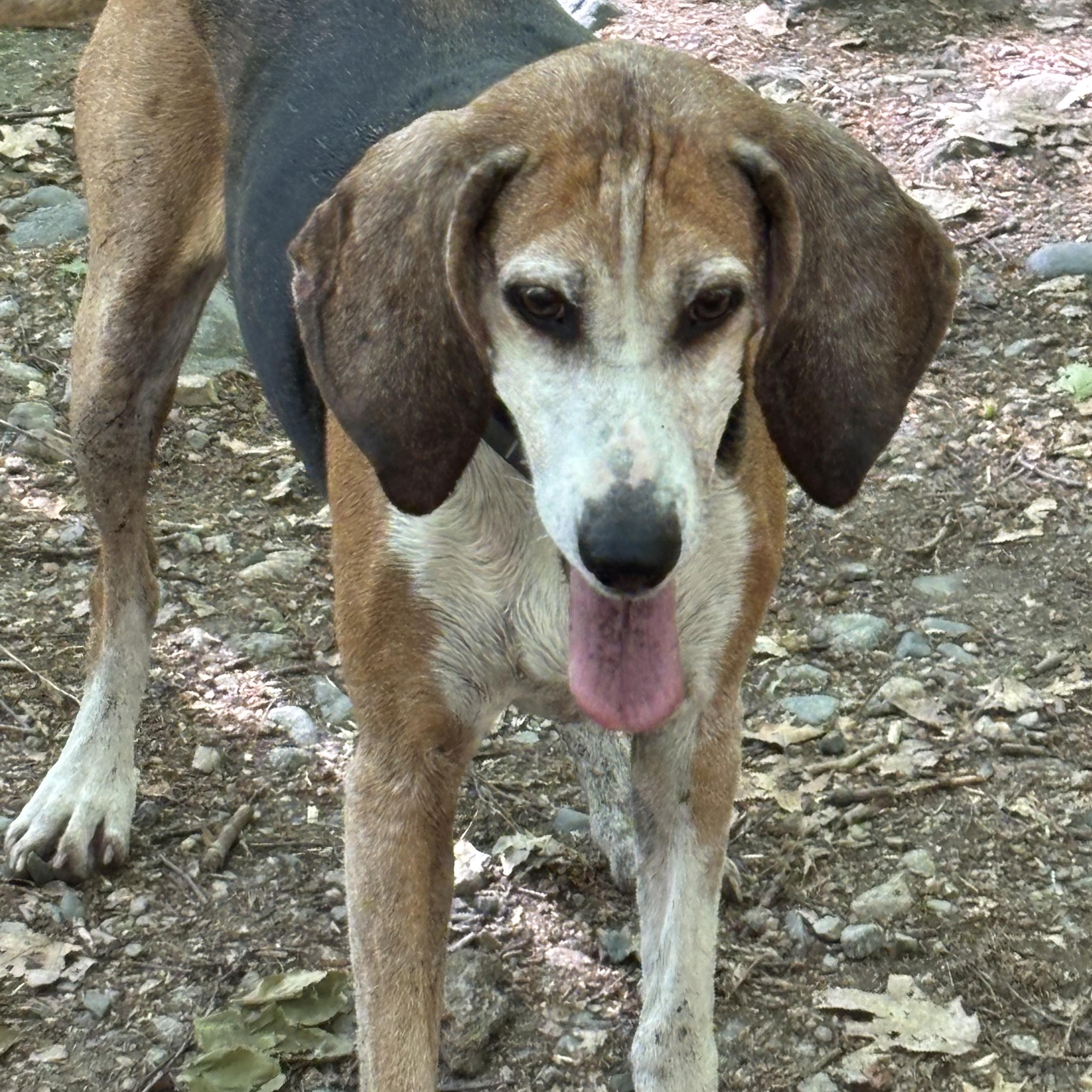 Annie, Adoptable, Adult Female Coonhound.