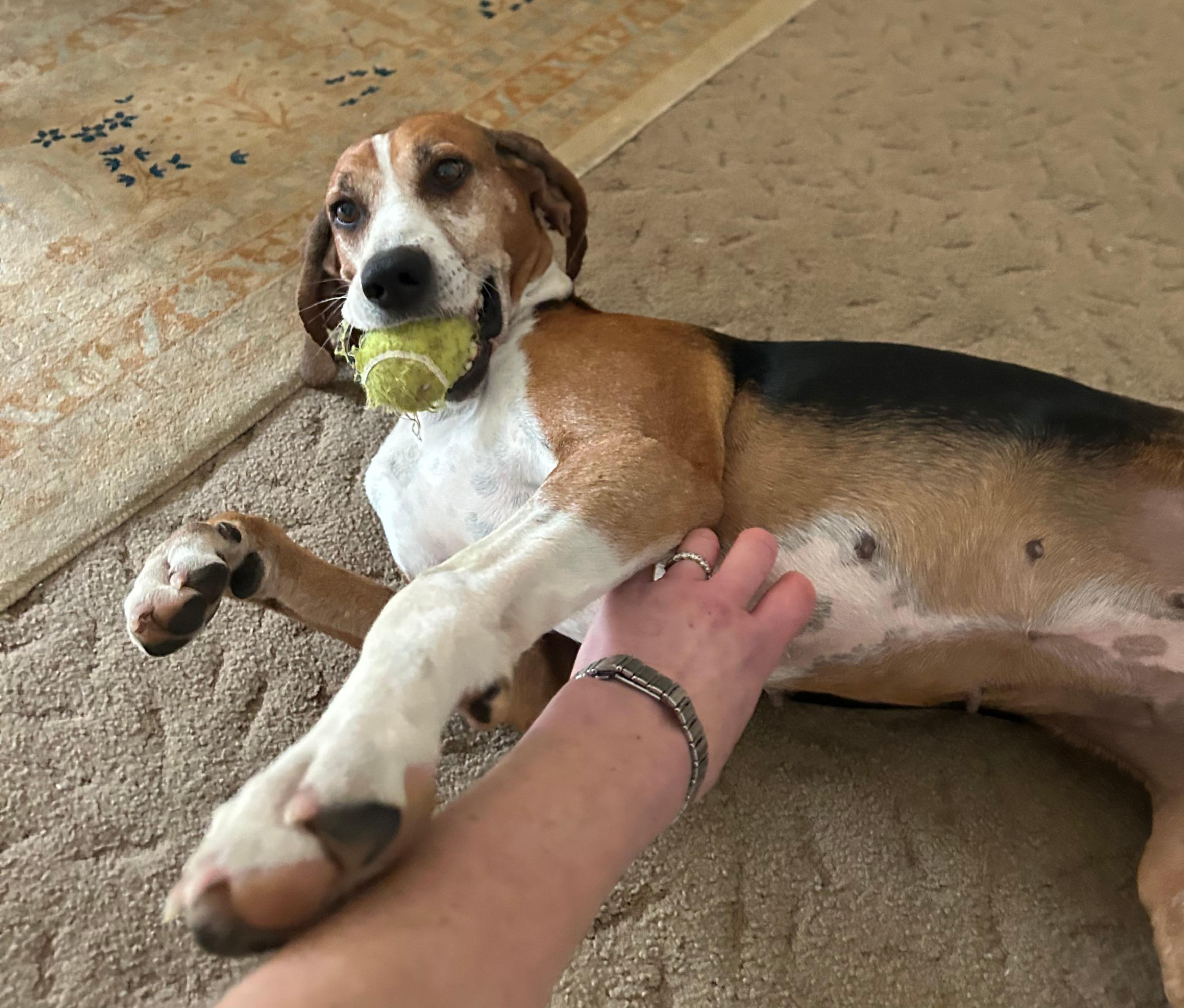 Enlarge Annie, a Adoptable Coonhound in Lexington, MA image 2/4