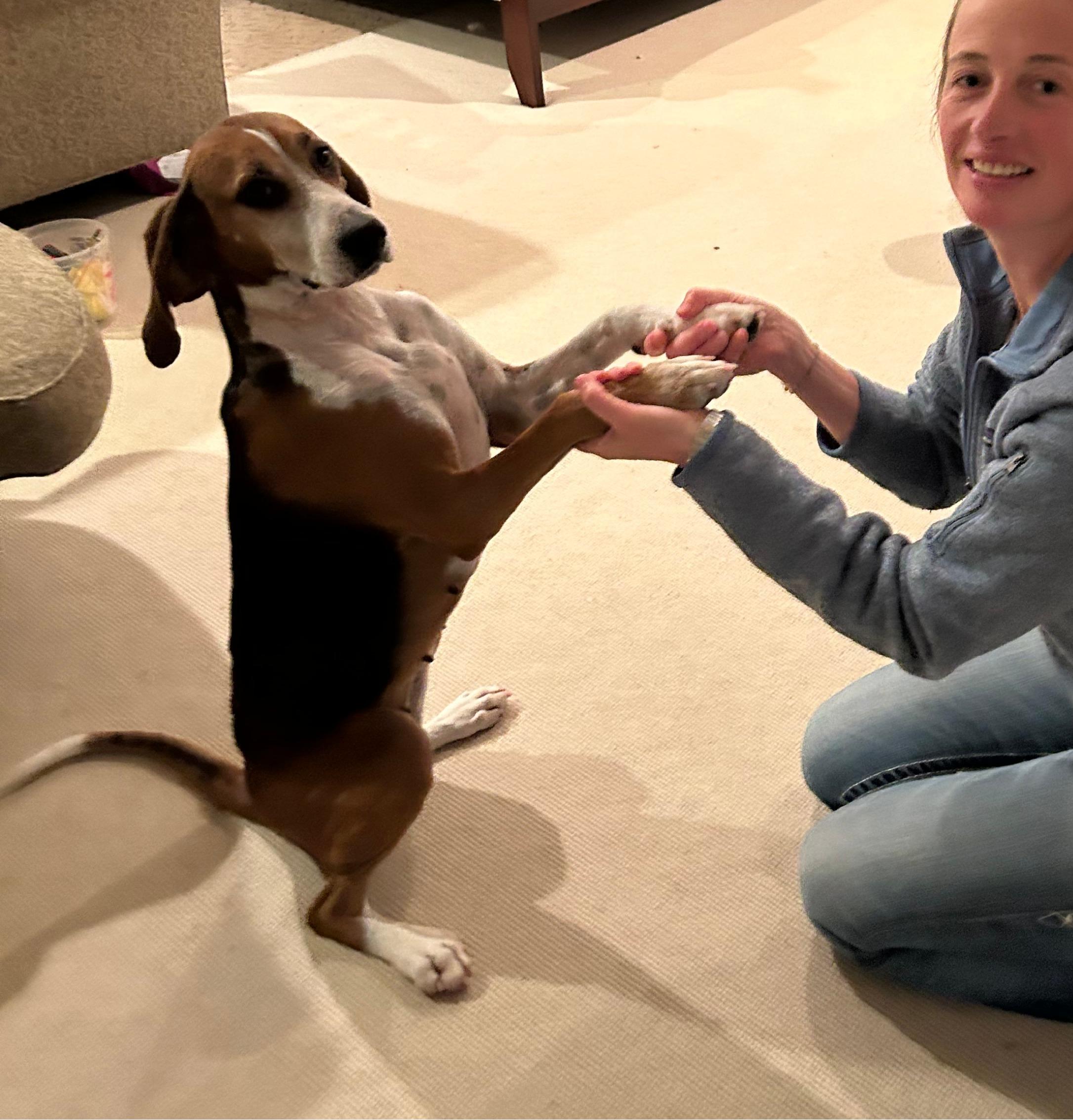 Enlarge Annie, a Adoptable Coonhound in Lexington, MA image 3/4